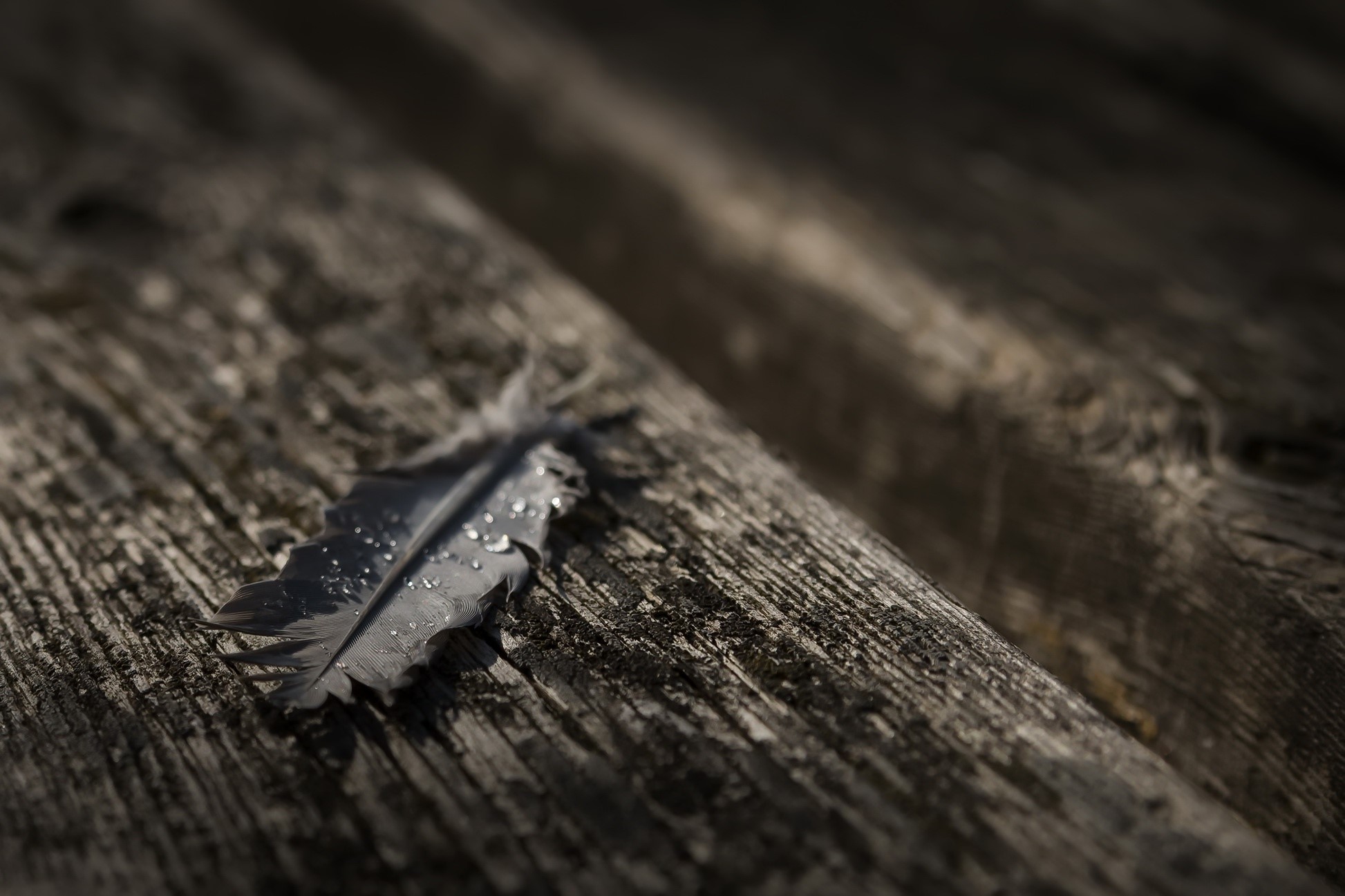 macro, dark, wood, feathers, water drops, HD Wallpaper