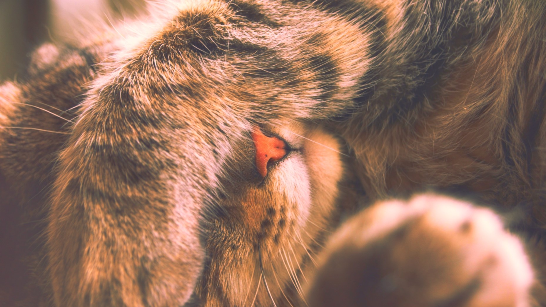 cats, animals, closeup, depth of field, HD Wallpaper