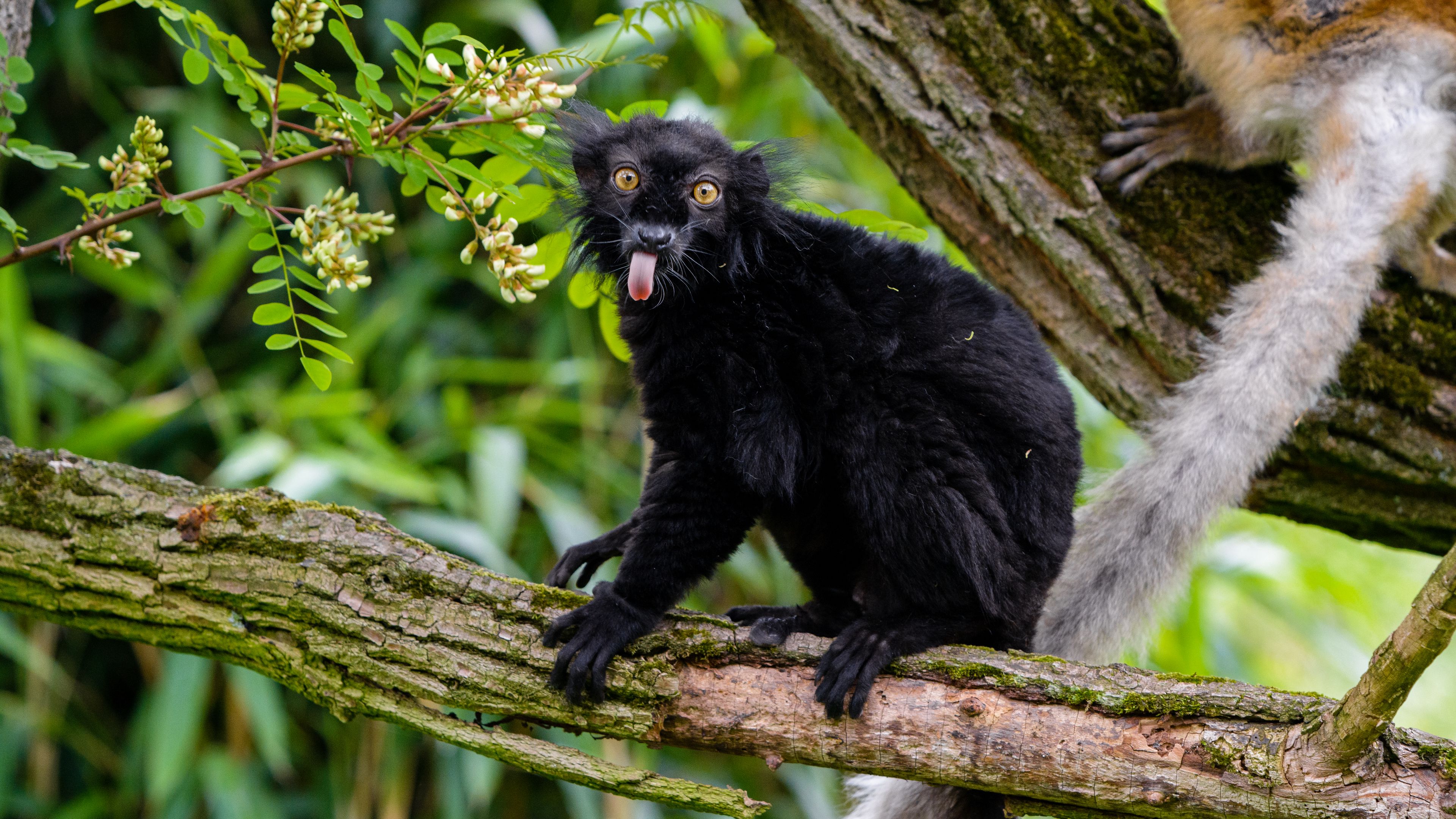 lemur, protruding tongue, funny, black, wilderness, 4k, HD Wallpaper