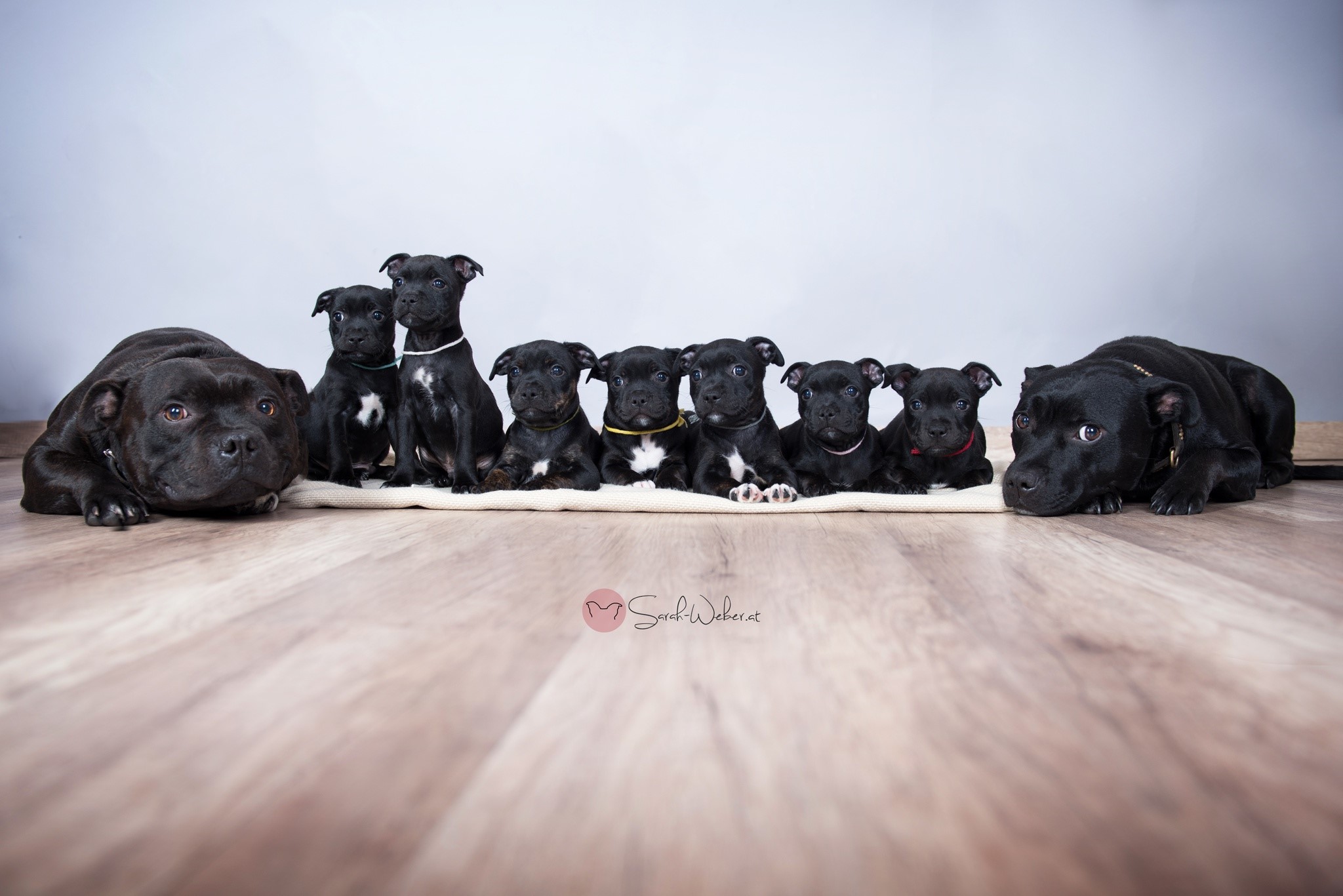 dog, animals, puppies, HD Wallpaper