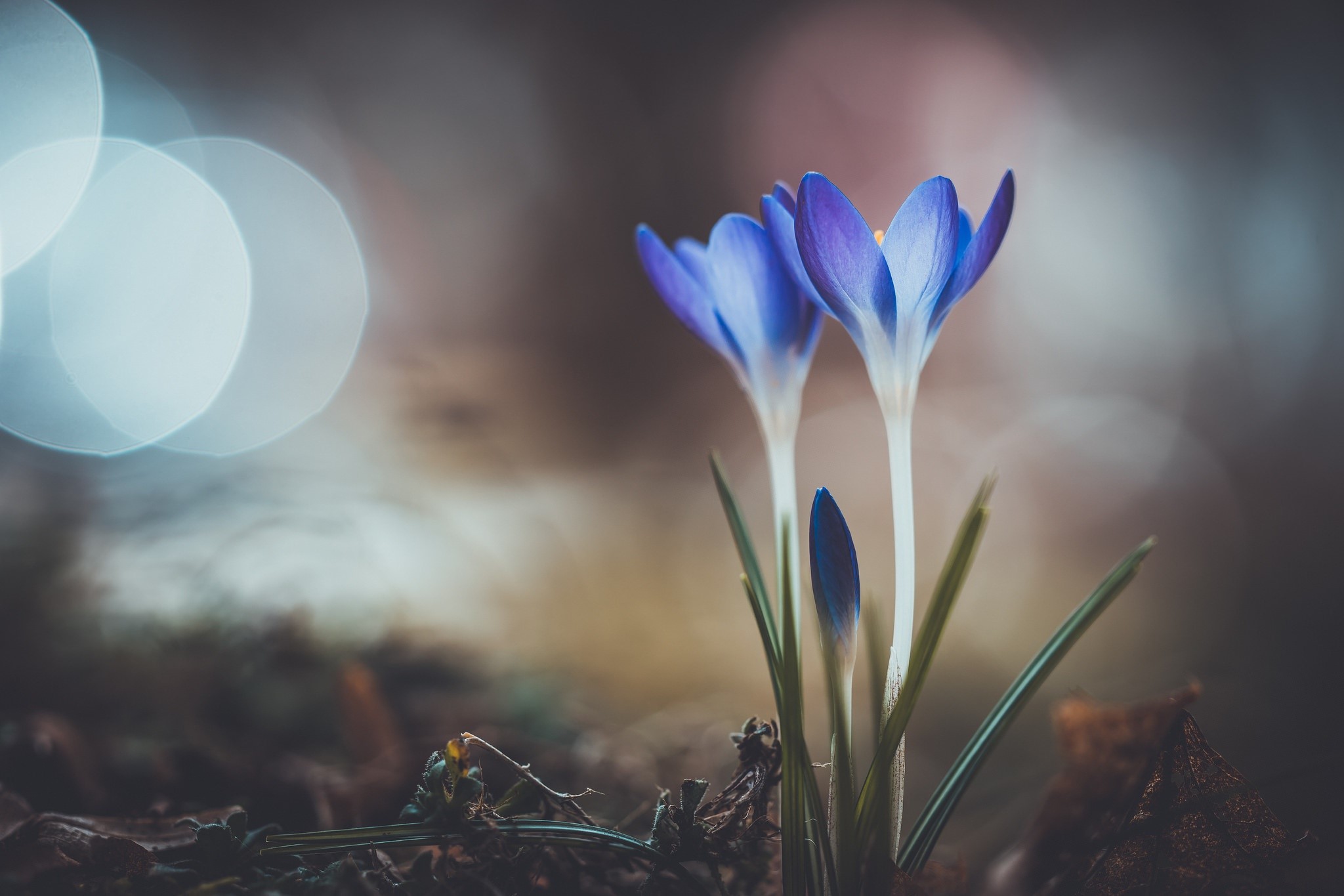 macro, flowers, blue flowers, lights, HD Wallpaper