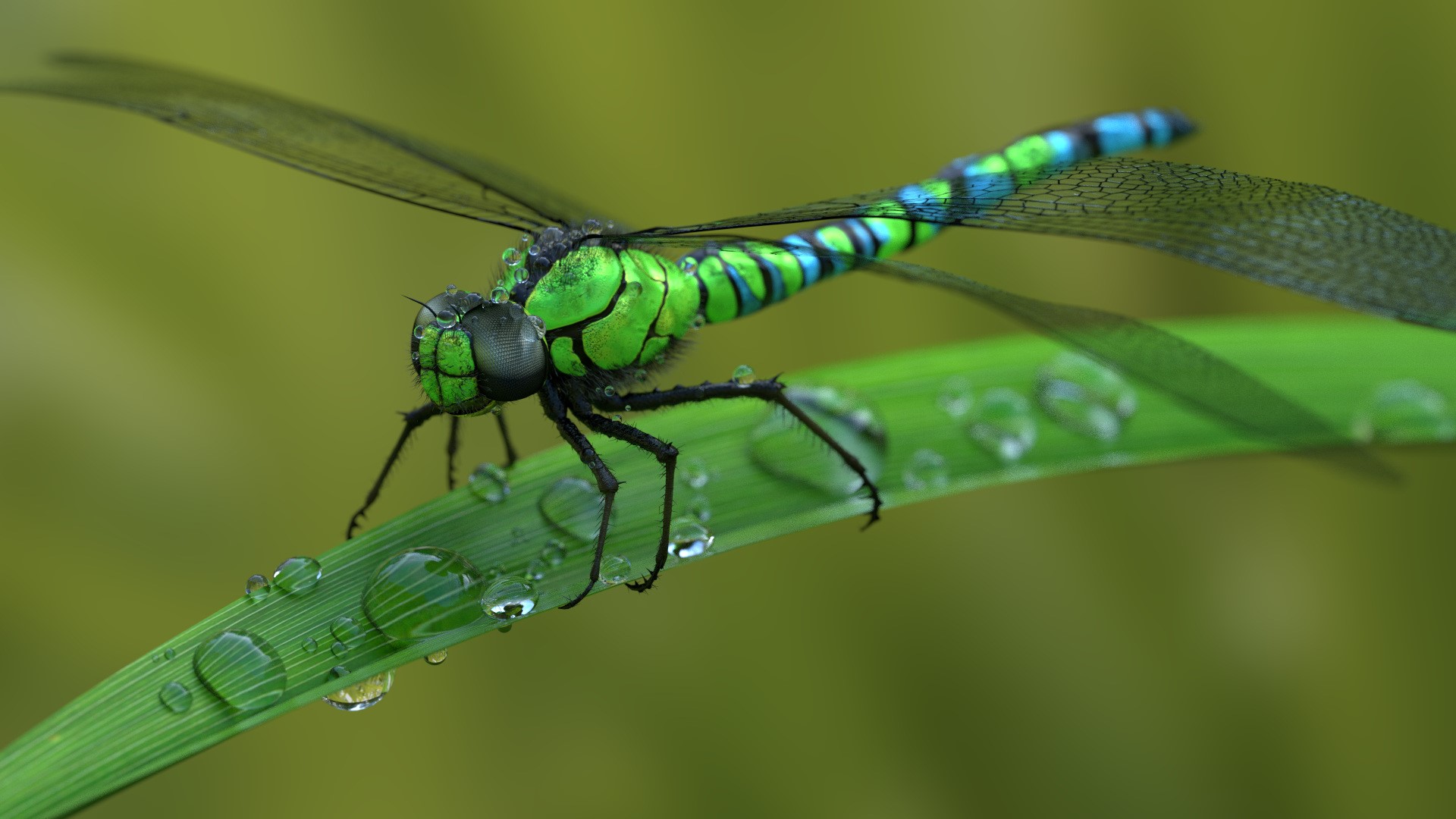 animals, dragonflies, macro, water drops, HD Wallpaper