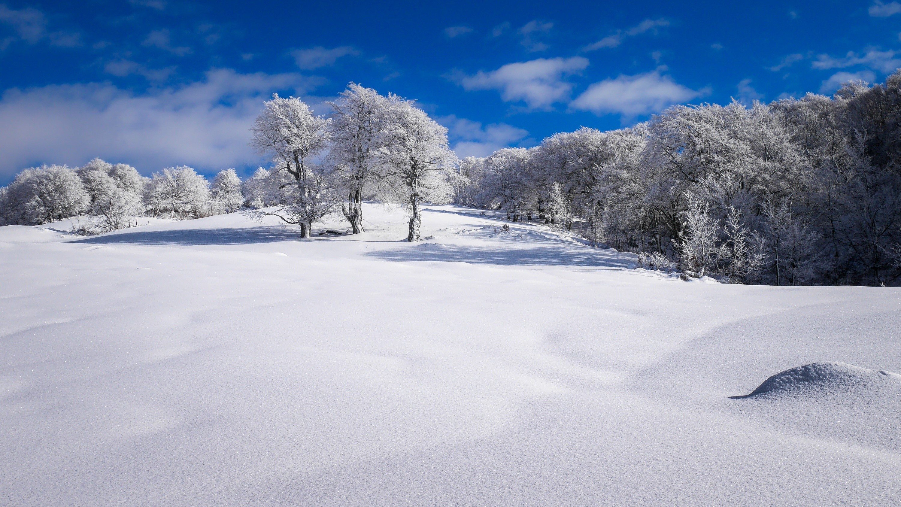 snow, winter, clear sky, trees, HD Wallpaper