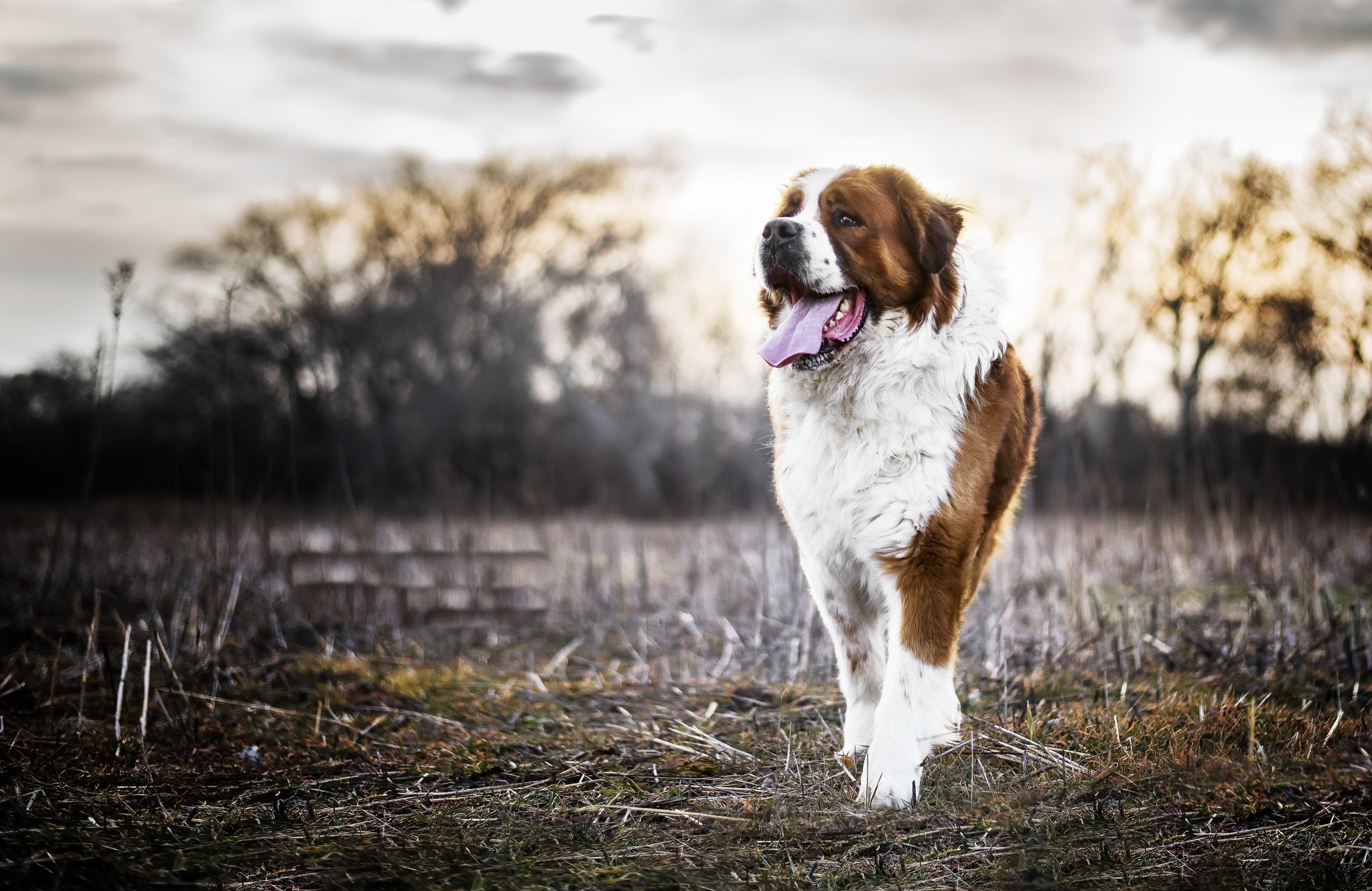 dog, animals, Saint Bernard, HD Wallpaper