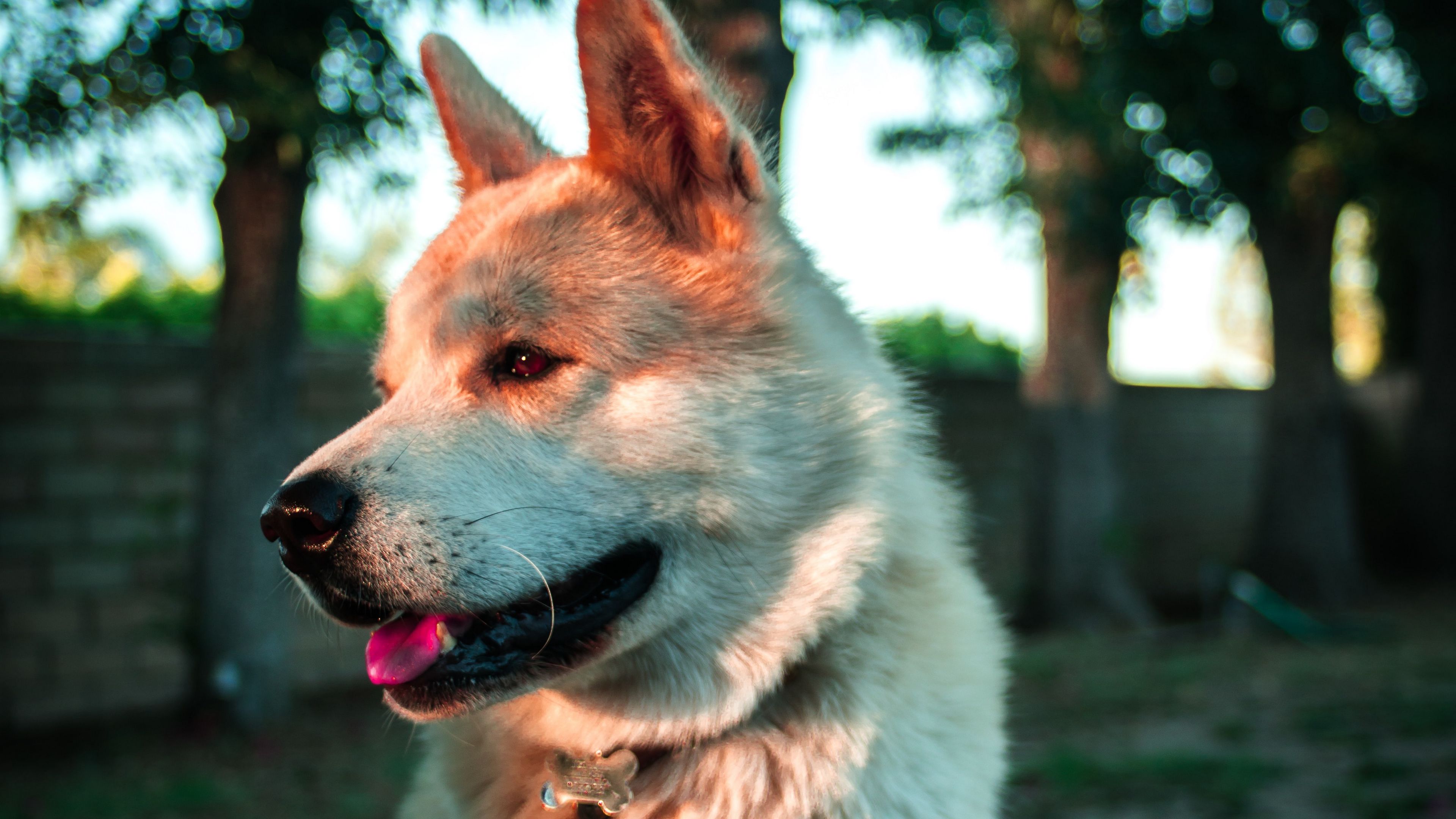 dog, protruding tongue, pet, animal, 4k, HD Wallpaper
