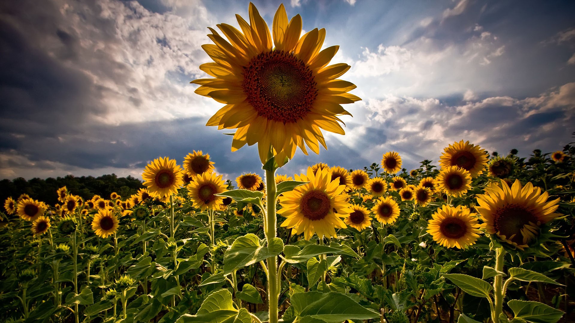 sunflowers, HDR, clouds, closeup, HD Wallpaper