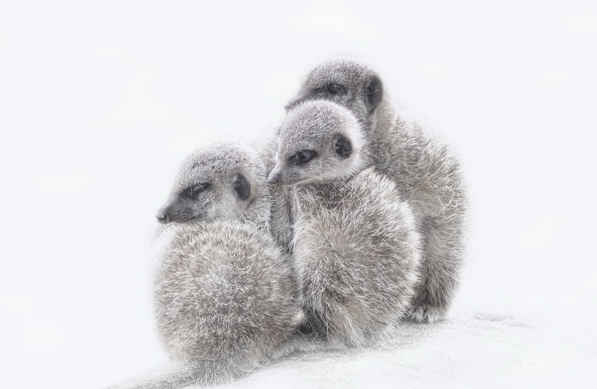 animals, nature, meerkats, HD Wallpaper