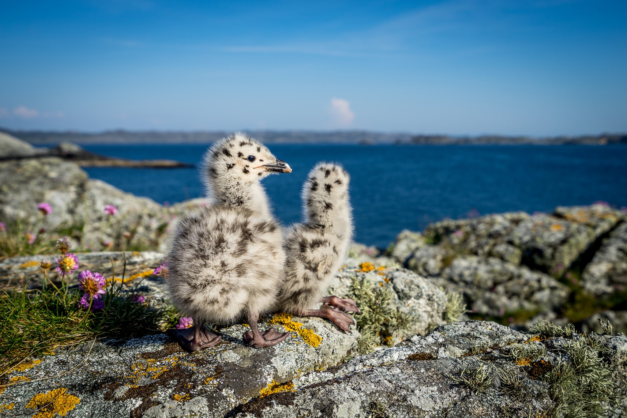 Norway, nature, baby animals, animals, birds, HD Wallpaper