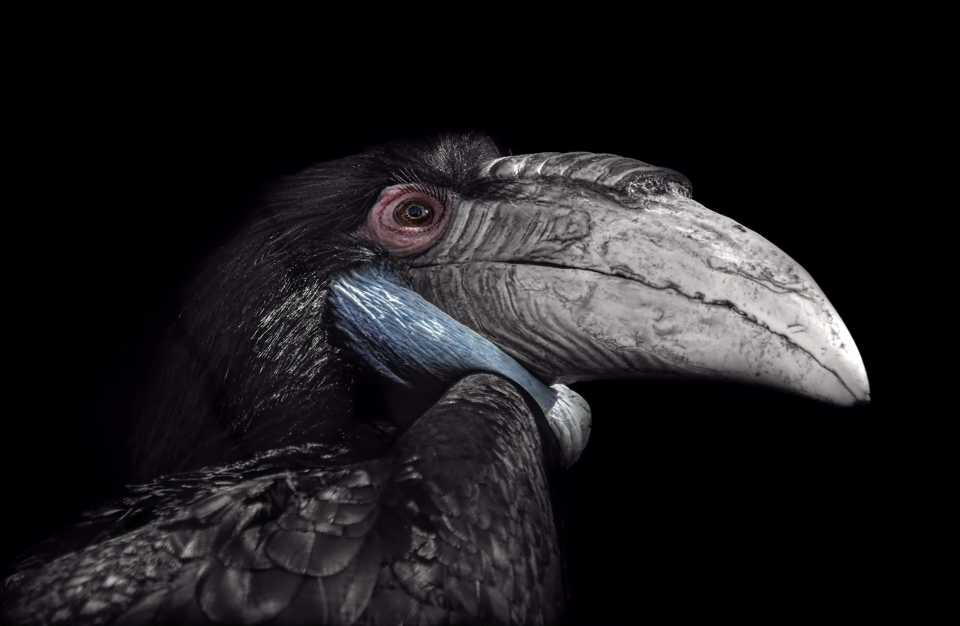 animals, birds, Hornbill, HD Wallpaper