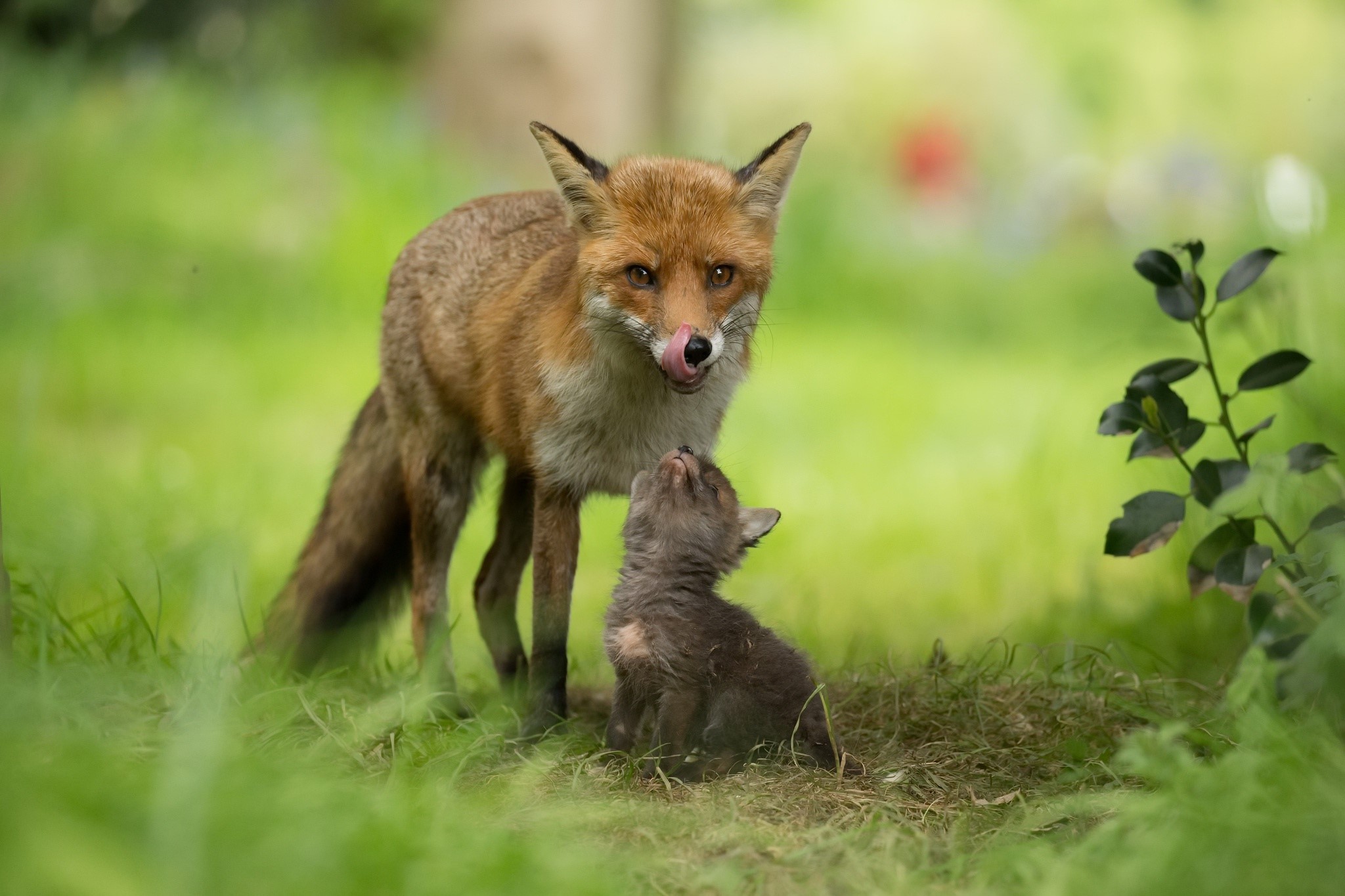 baby animals, fox, animals, HD Wallpaper