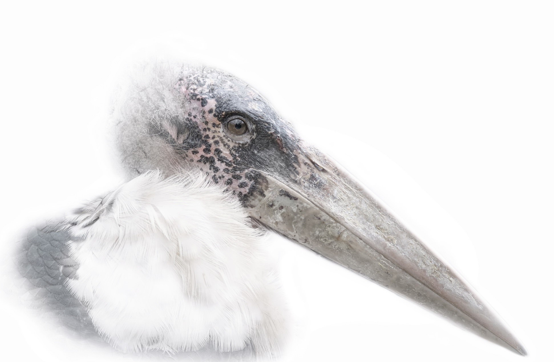 animals, birds, Marabou, HD Wallpaper