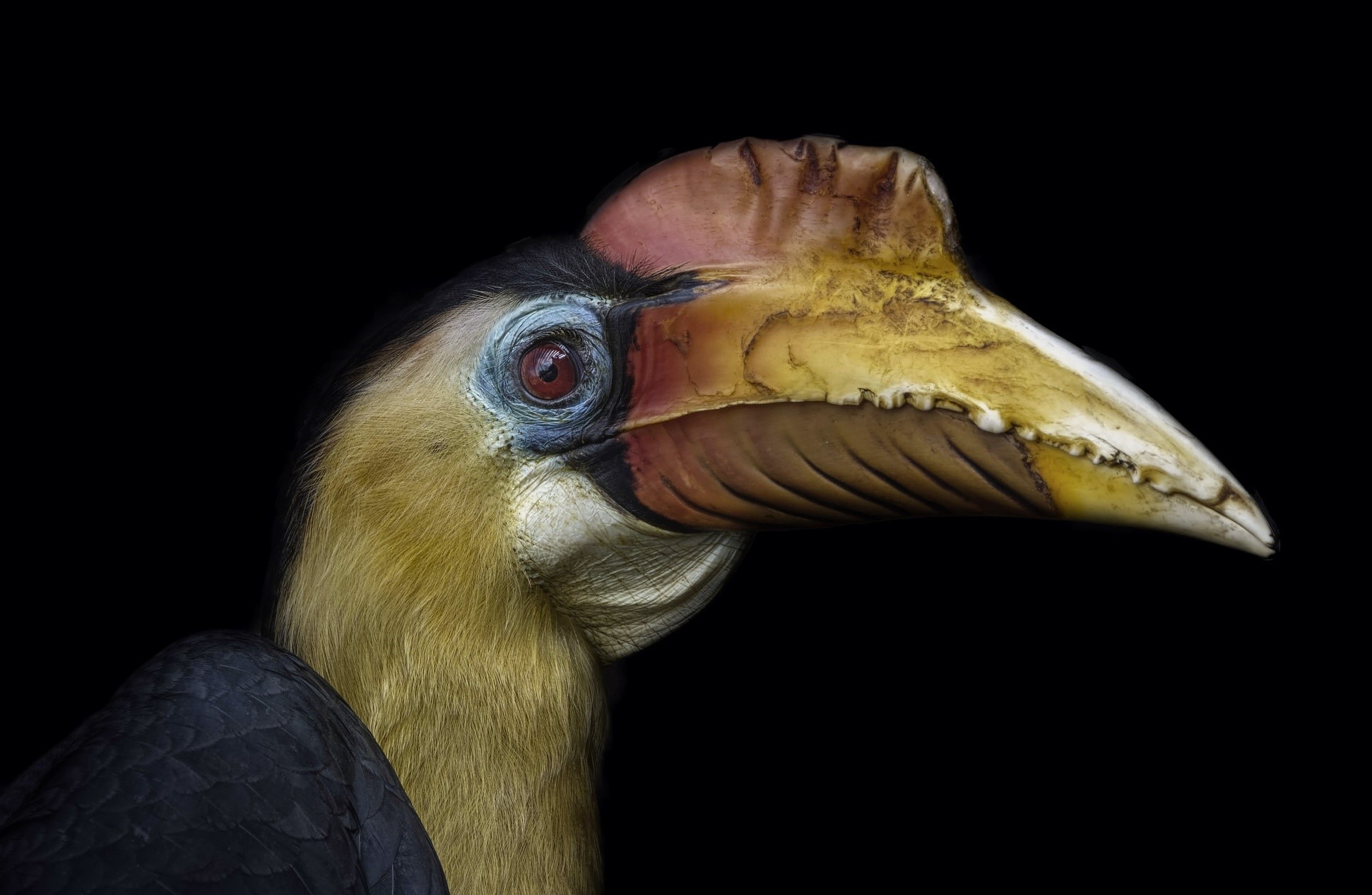 animals, birds, Hornbill, HD Wallpaper