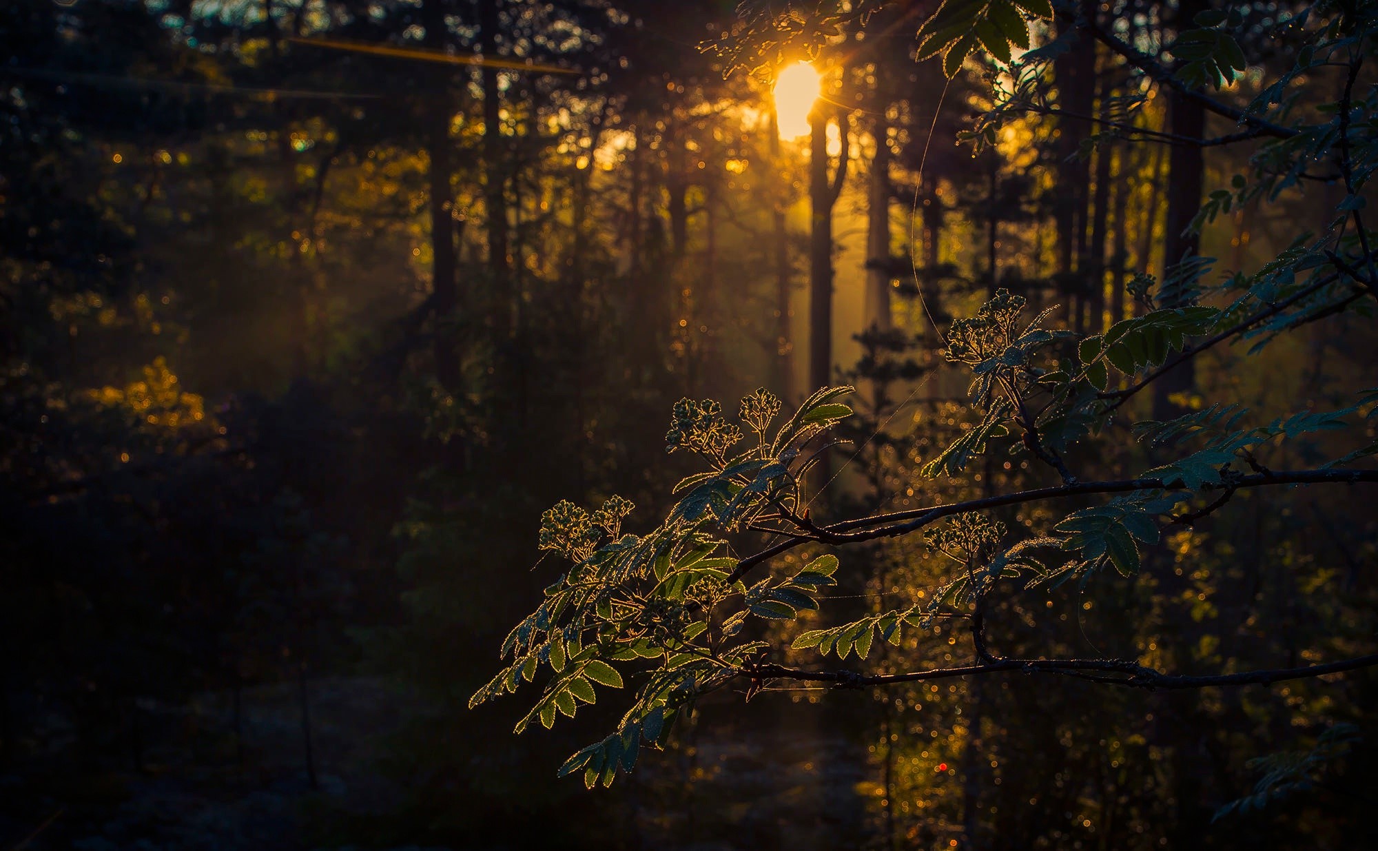 dark, nature, trees, sunlight, HD Wallpaper