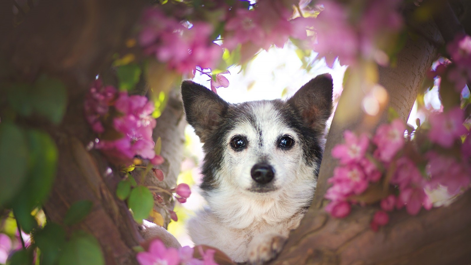 dog, petals, animals, looking at viewer, HD Wallpaper