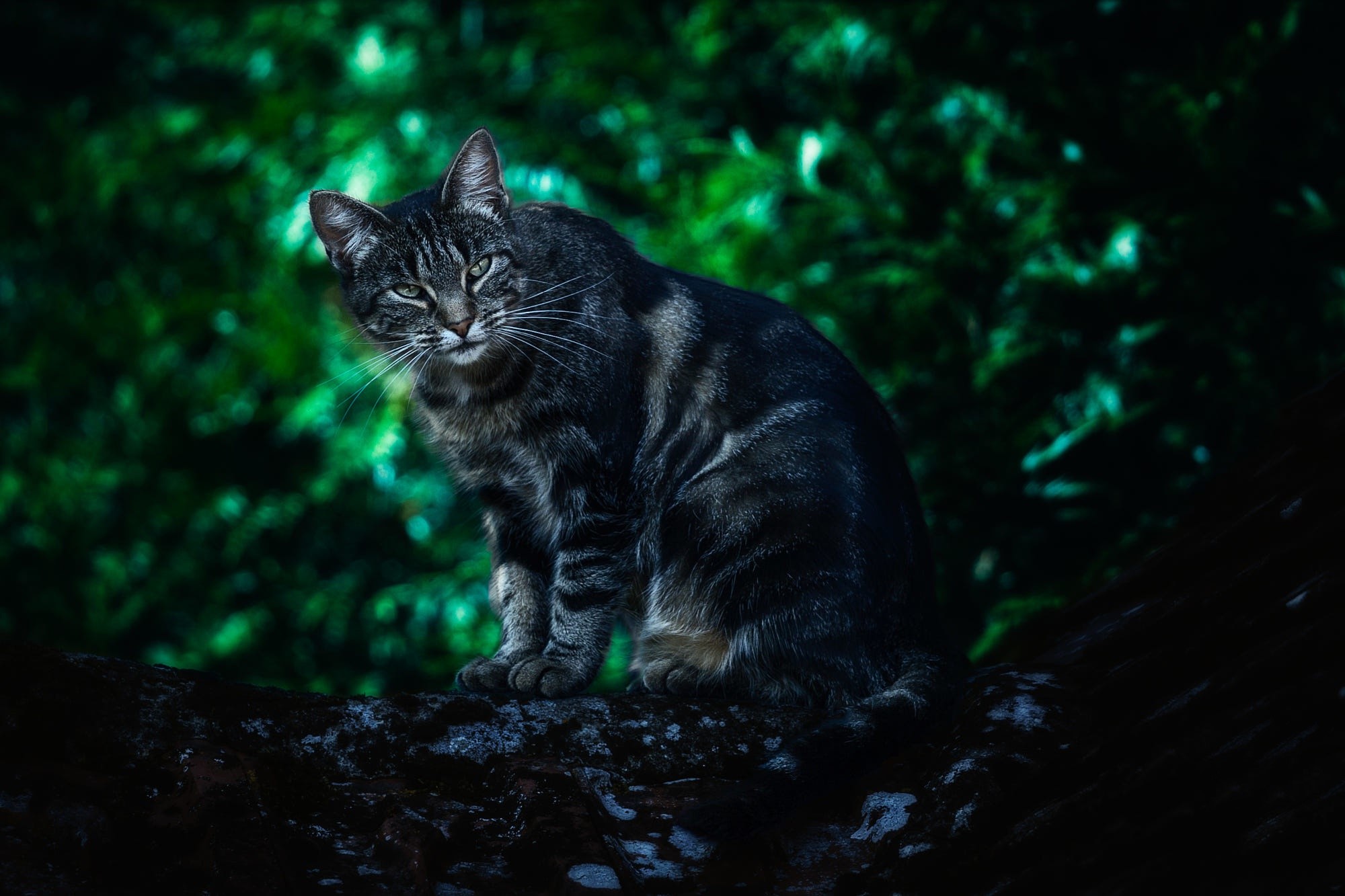 cats, animals, looking at viewer, depth of field, trees, HD Wallpaper