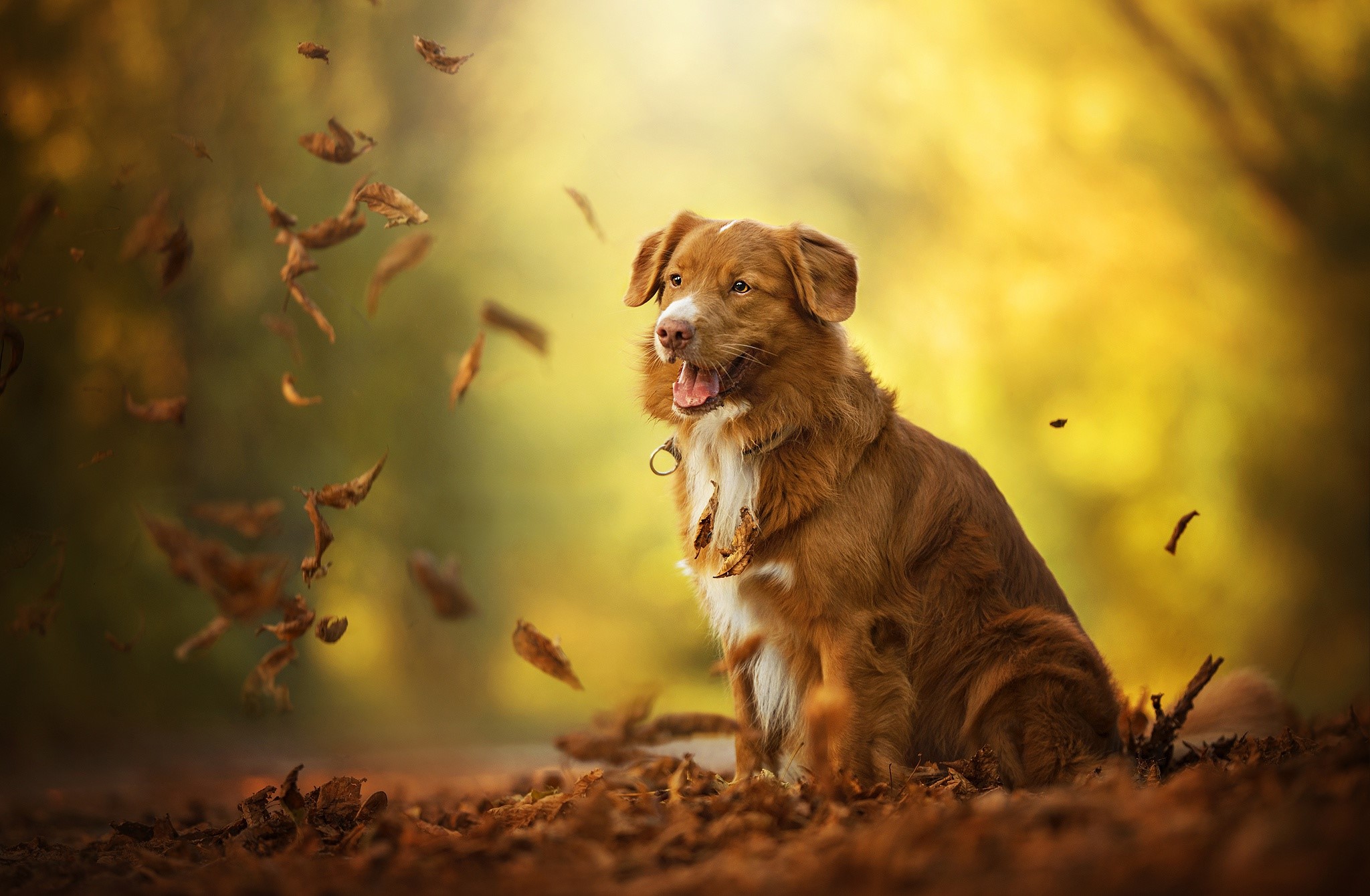 nature, animals, dog, HD Wallpaper