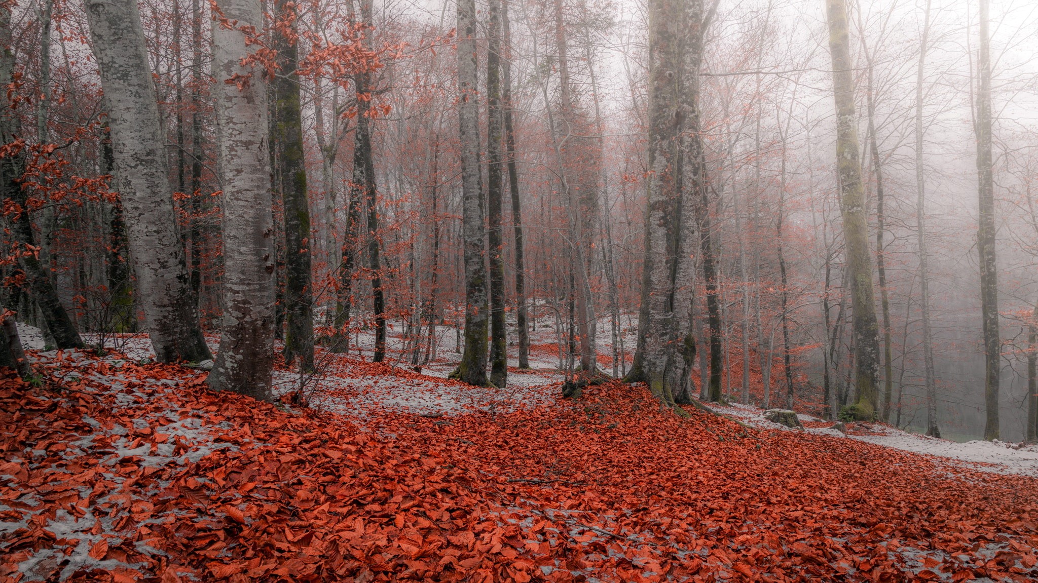 nature, forest, trees, HD Wallpaper