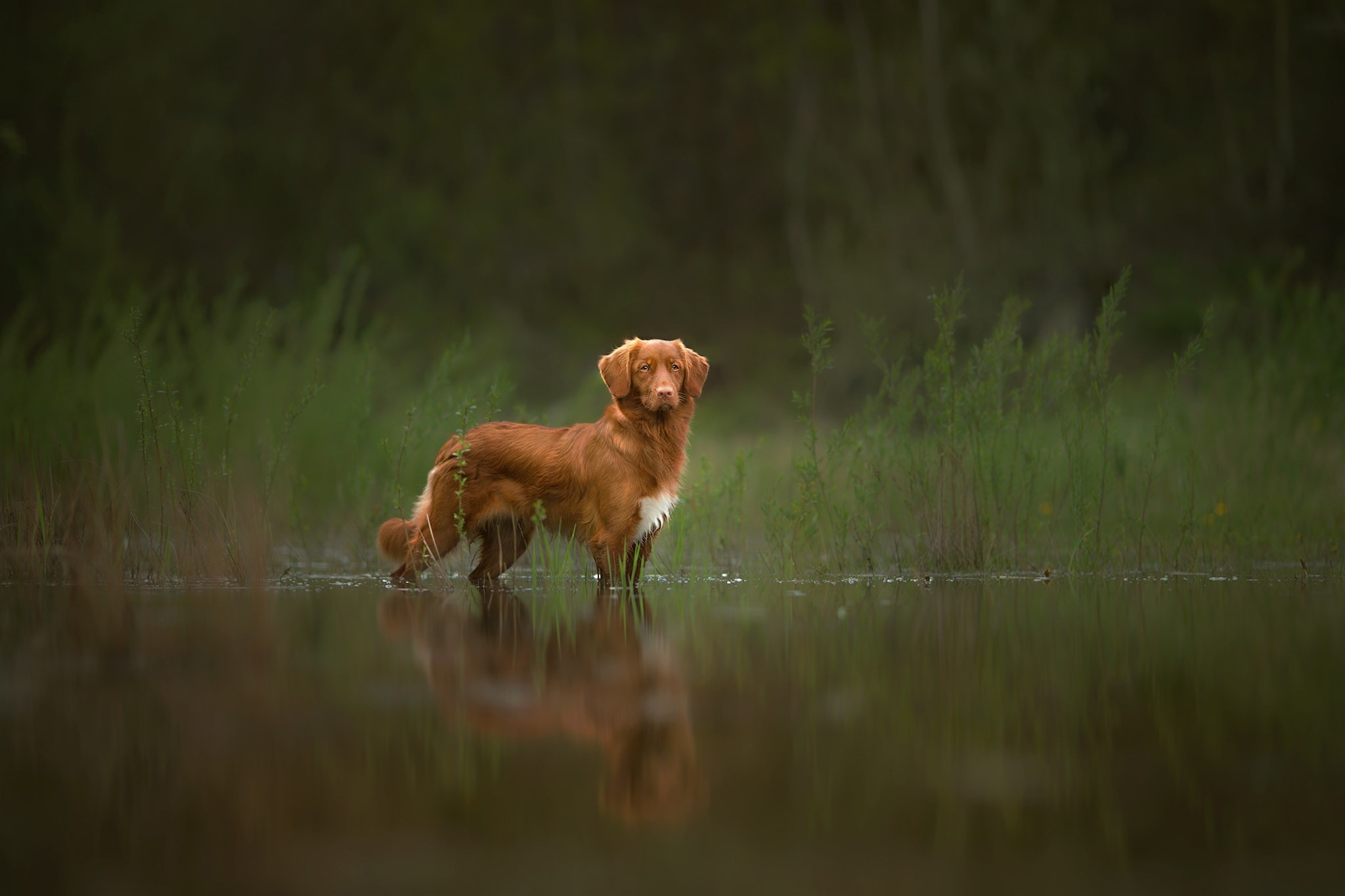 nature, water, dog, animals, depth of field, HD Wallpaper