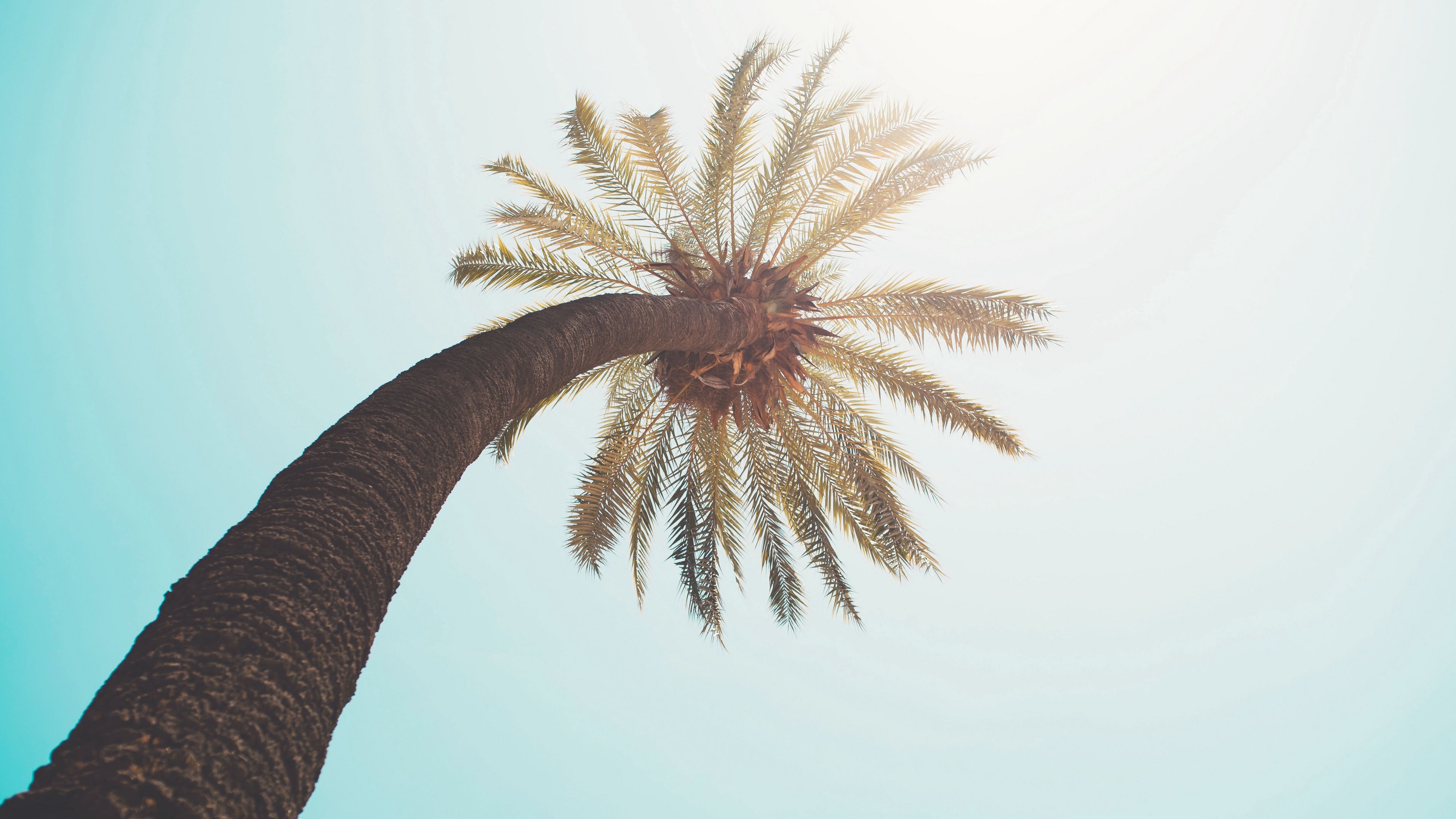 palm tree, crown, top, branches, sunlight, 4k, HD Wallpaper