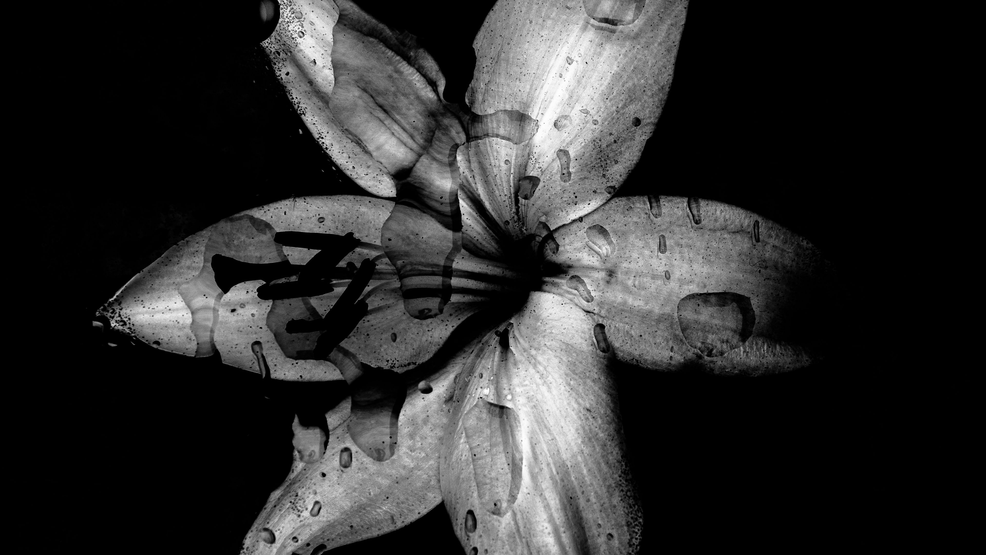 flower, lily, bw, dark, wet, drops, 4k, HD Wallpaper