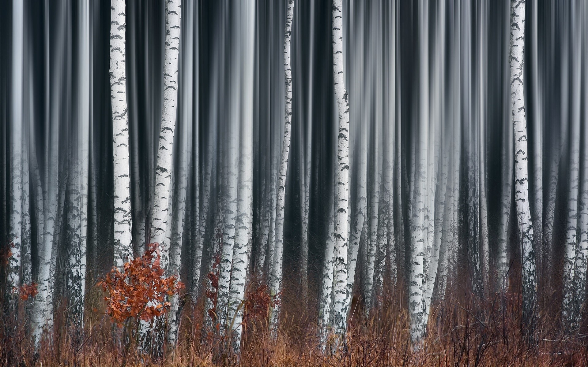 plants, nature, trees, HD Wallpaper