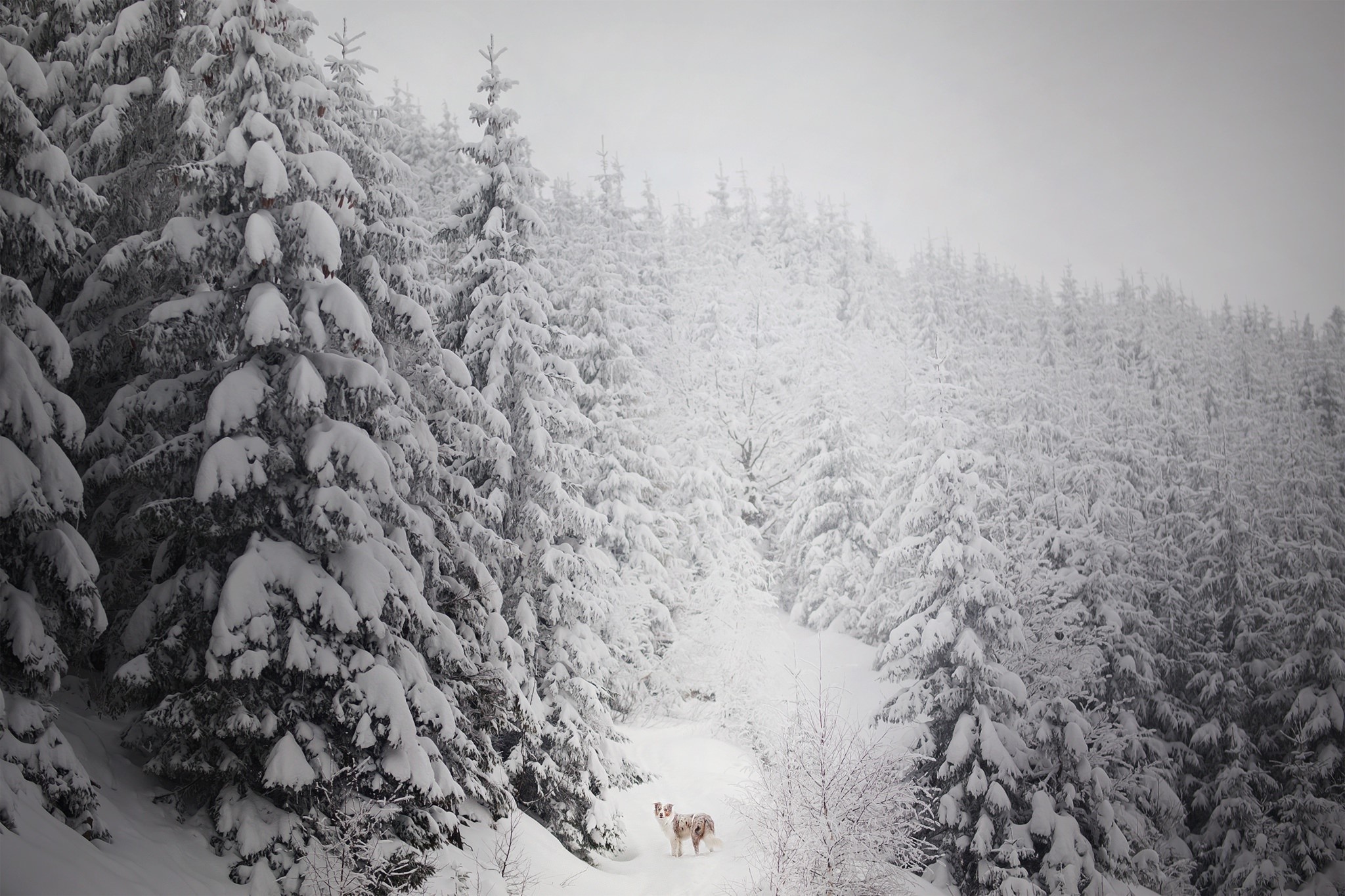 winter, dog, animals, nature, trees, HD Wallpaper