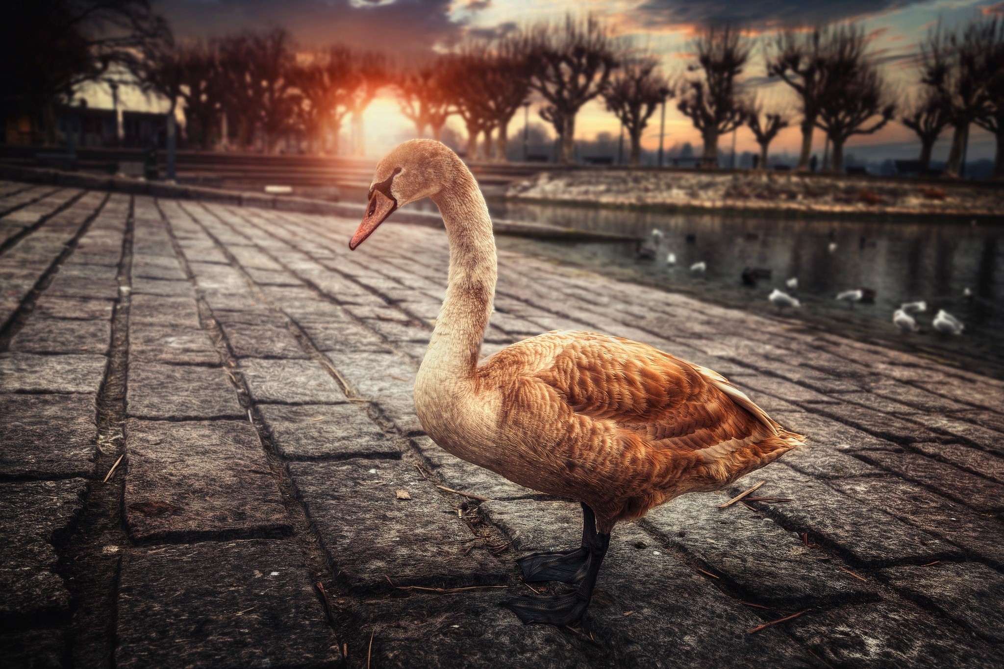 animals, sunlight, stones, HD Wallpaper
