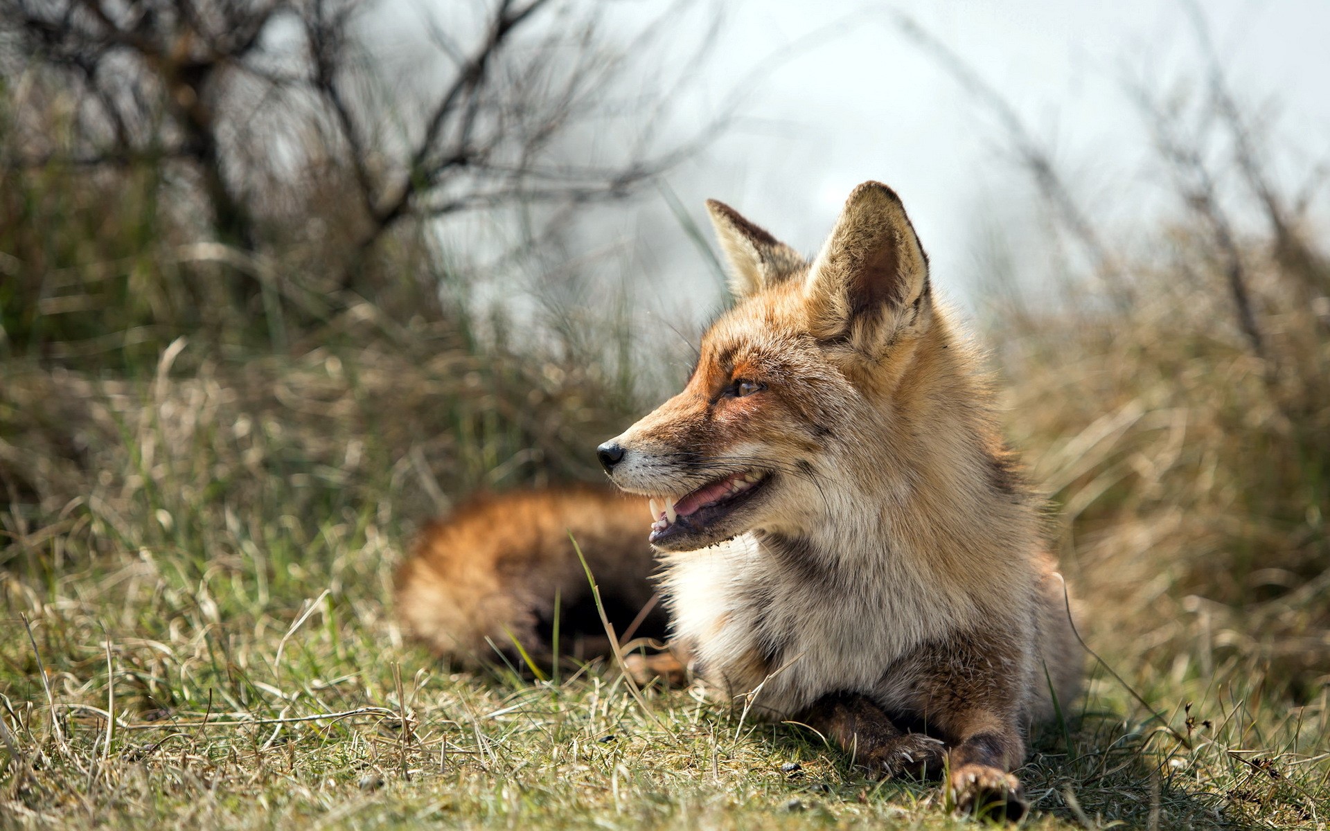 fox, animals, wildlife, HD Wallpaper