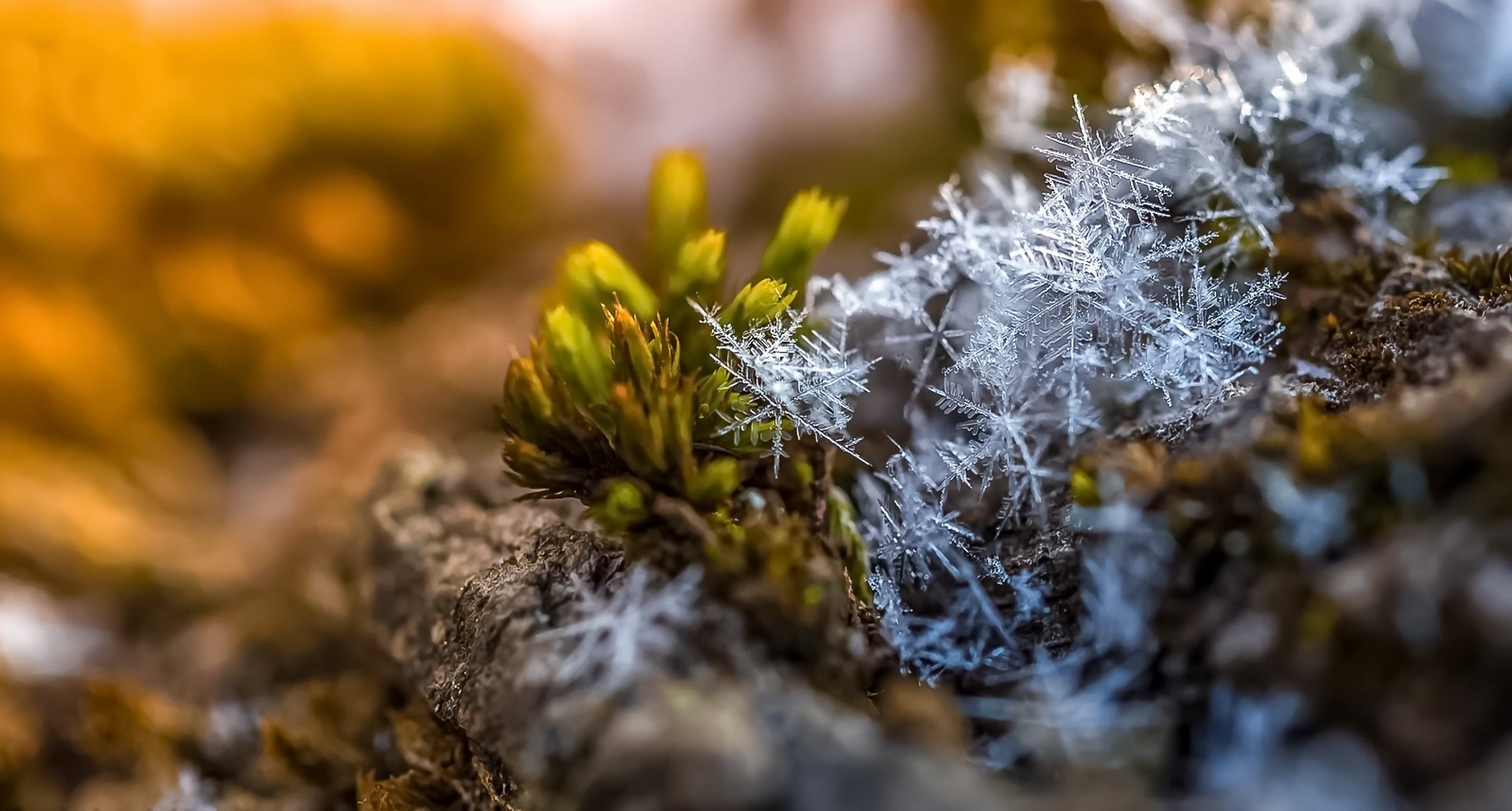 nature, macro, ice, HD Wallpaper