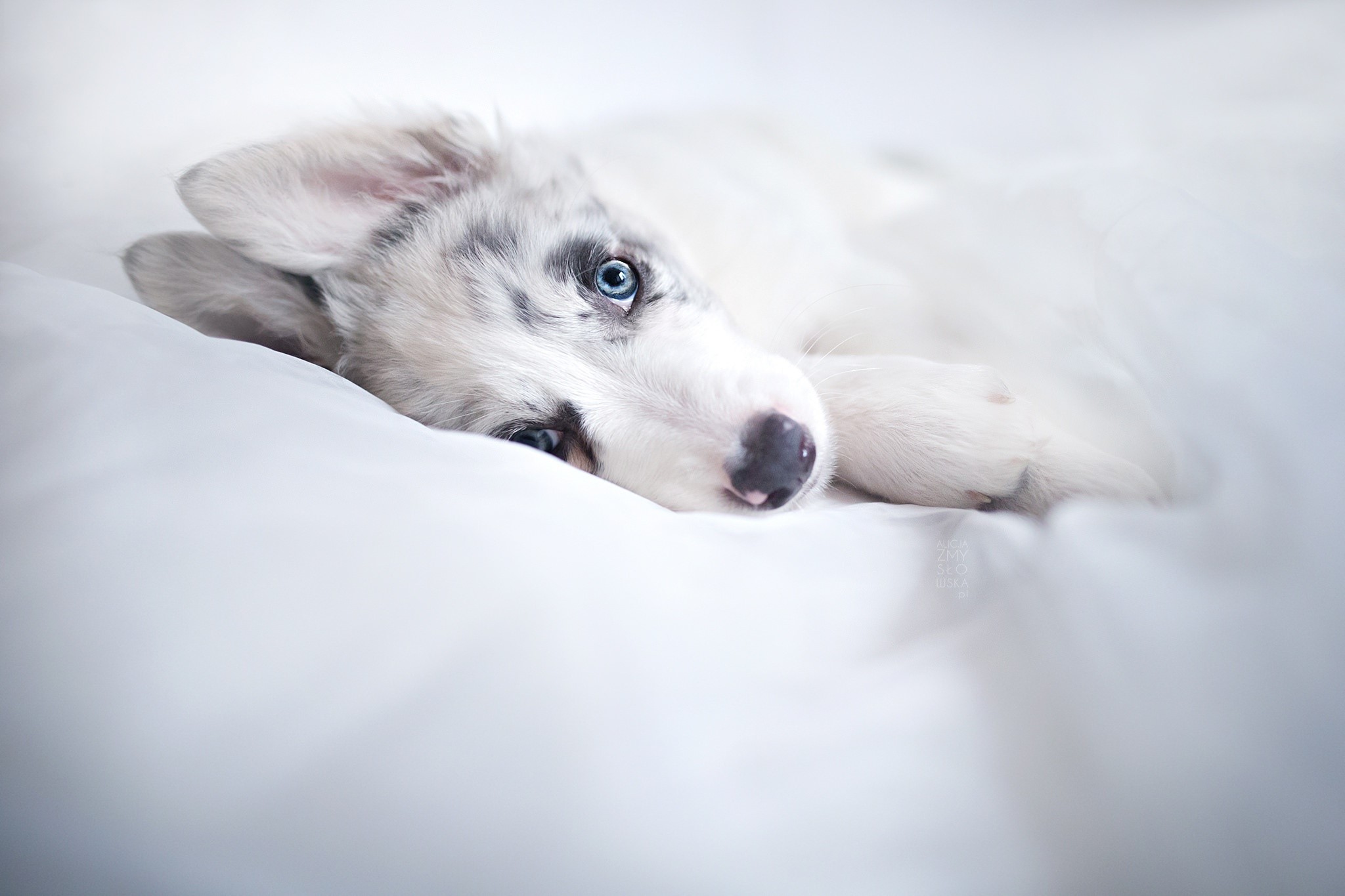 white, dog, animals, HD Wallpaper