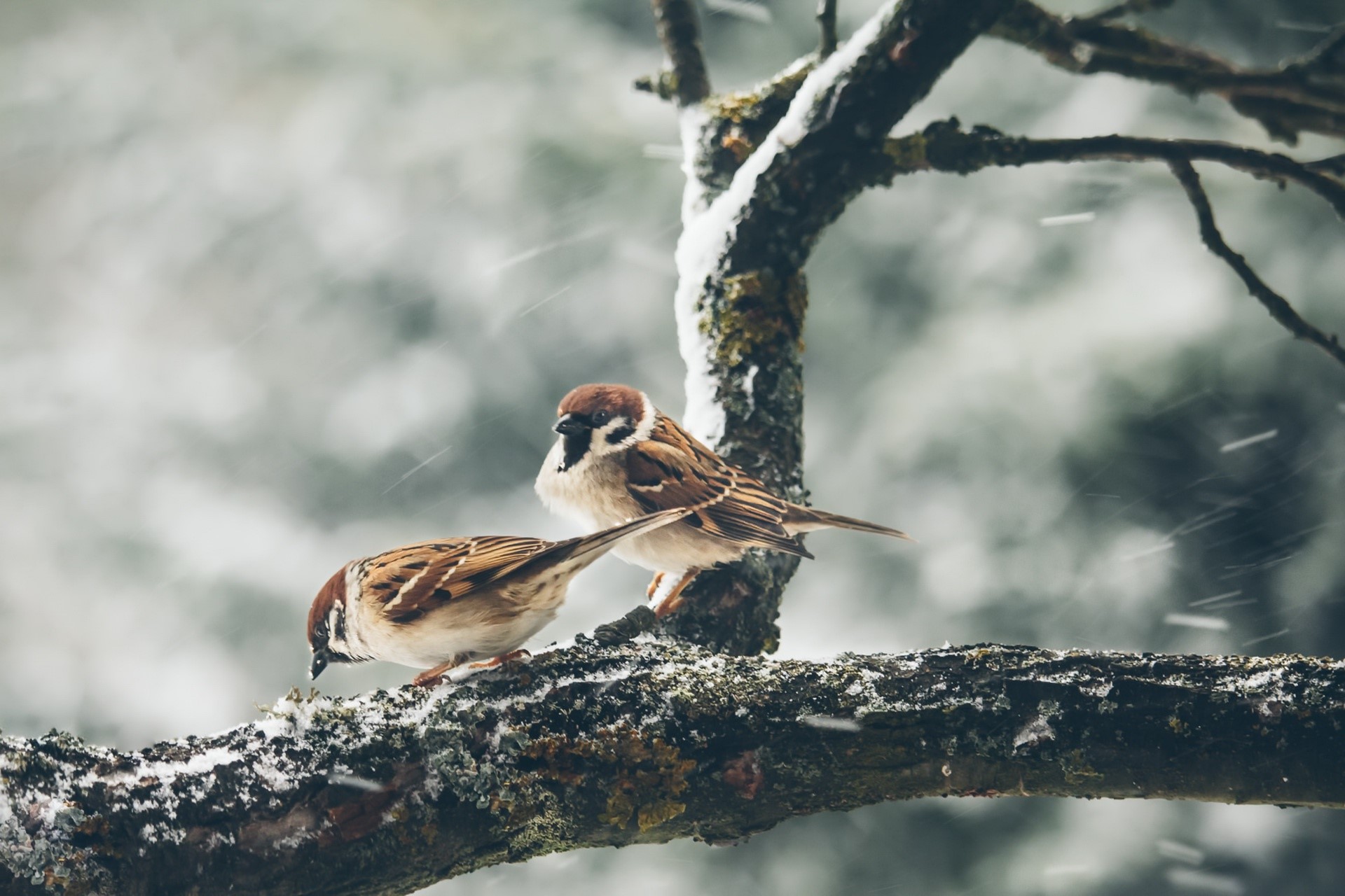 nature, animals, birds, HD Wallpaper