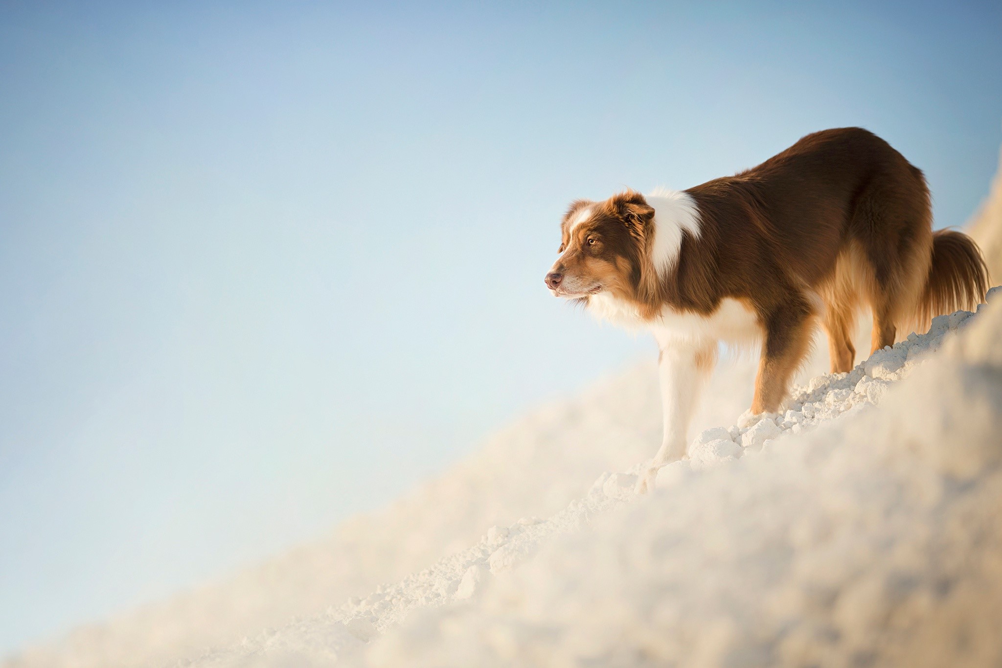 dog, animals, snow, blue, outdoors, HD Wallpaper