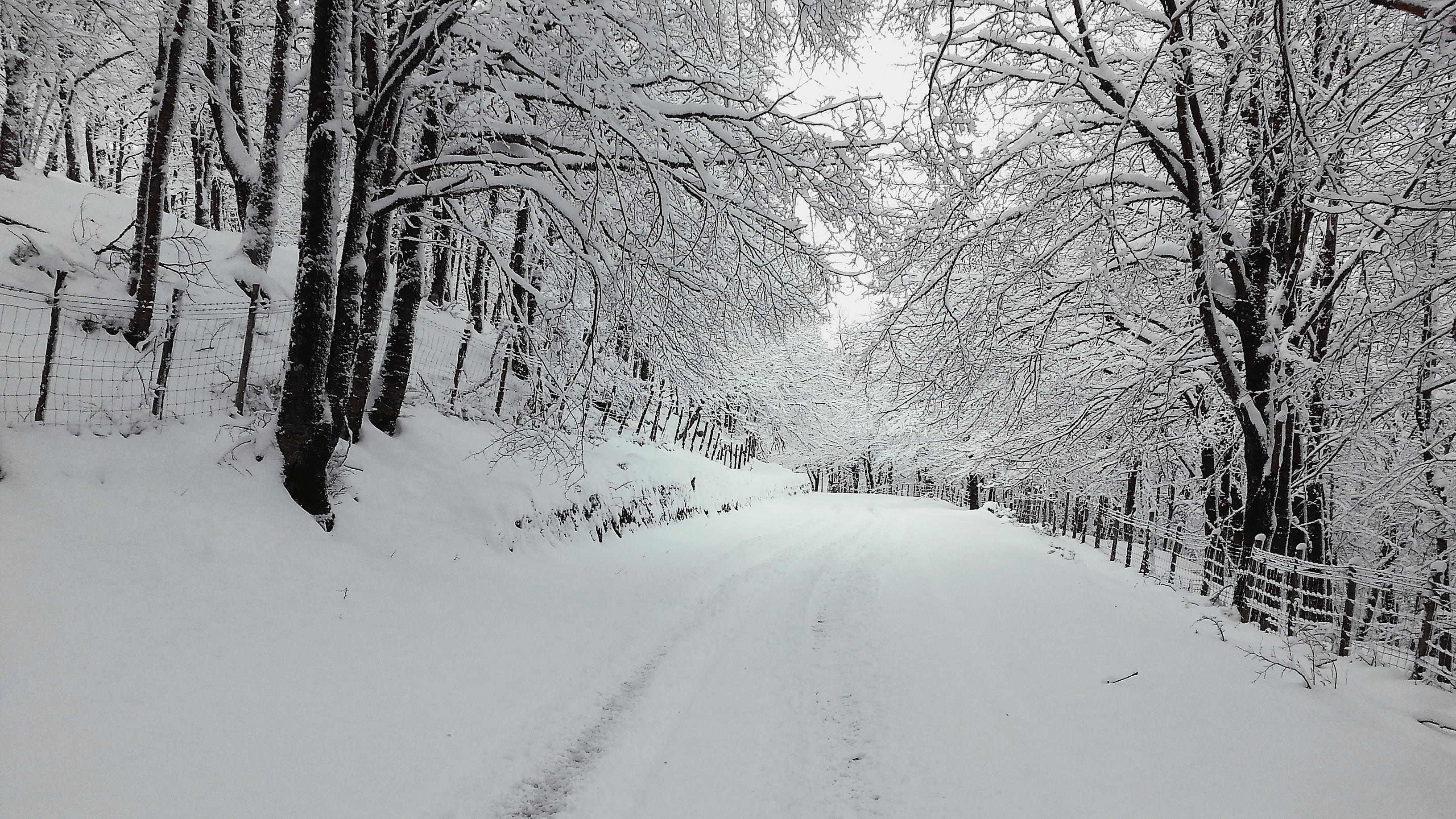 nature, winter, national park, snow, road, fence, forest, HD Wallpaper