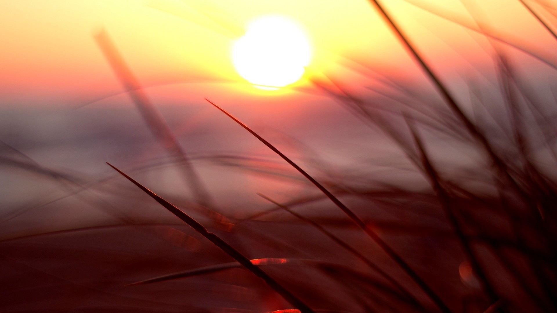 nature, macro, sunset, sunlight, HD Wallpaper