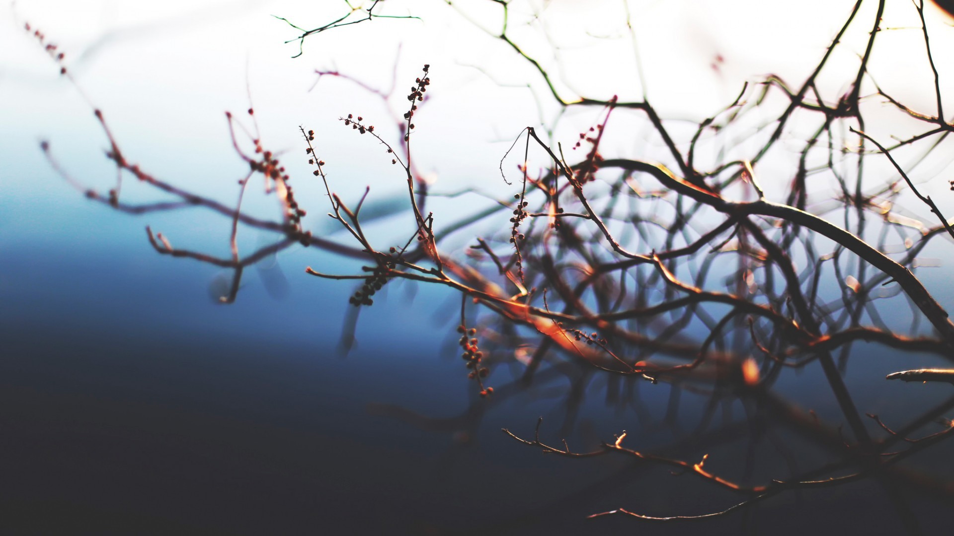 nature, macro, twigs, plants, HD Wallpaper