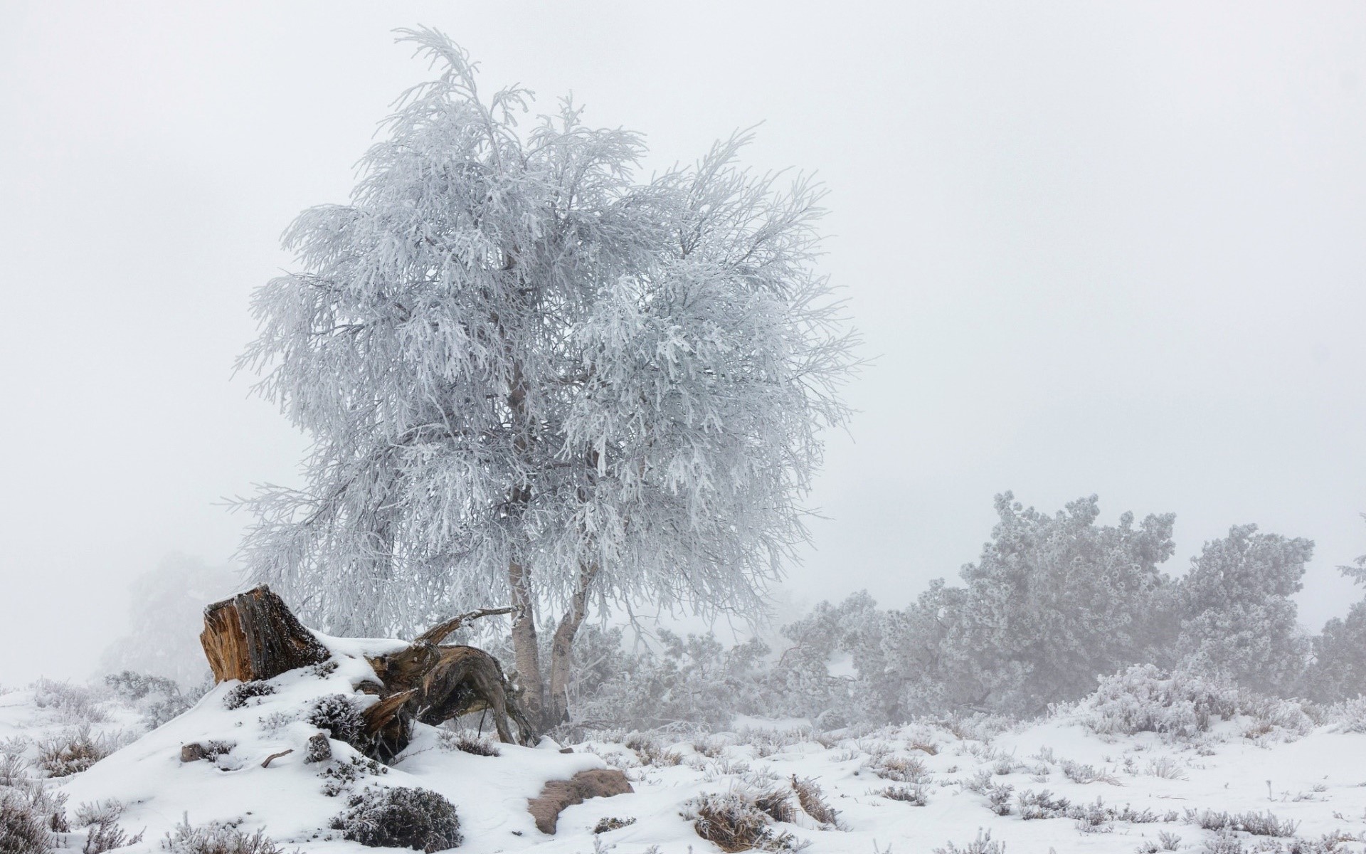 winter, nature, snow, landscape, trees, HD Wallpaper