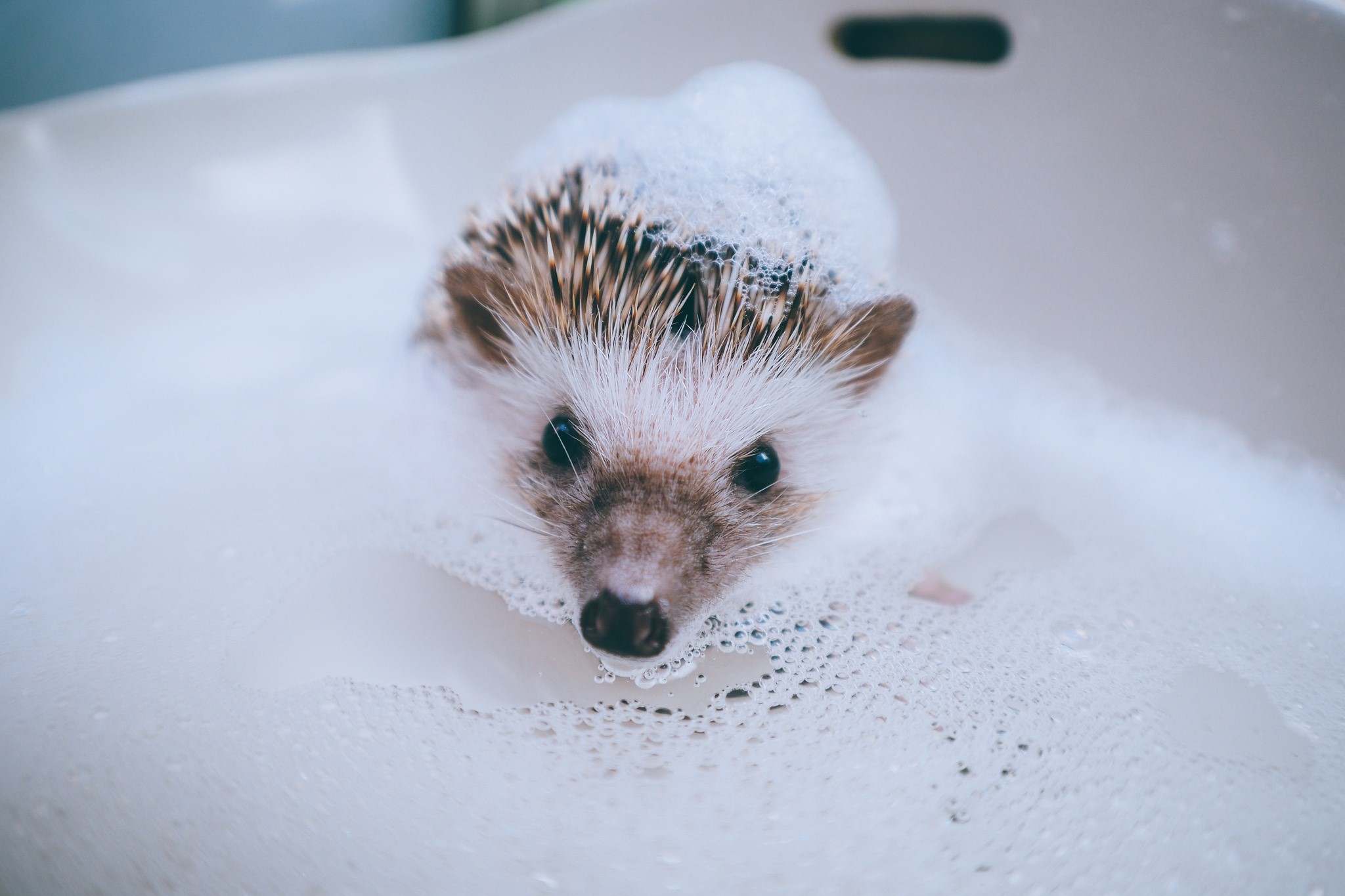 animals, soap, hedgehog, HD Wallpaper