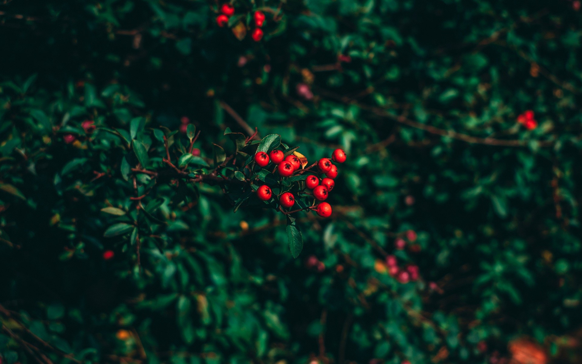 nature, leaves, depth of field, closeup, HD Wallpaper