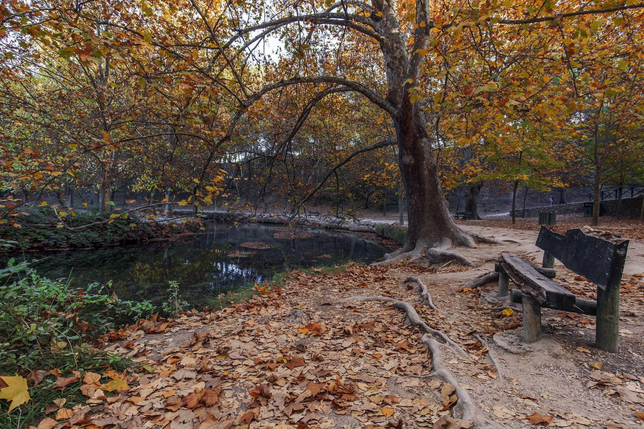 park, trees, bench, HD Wallpaper