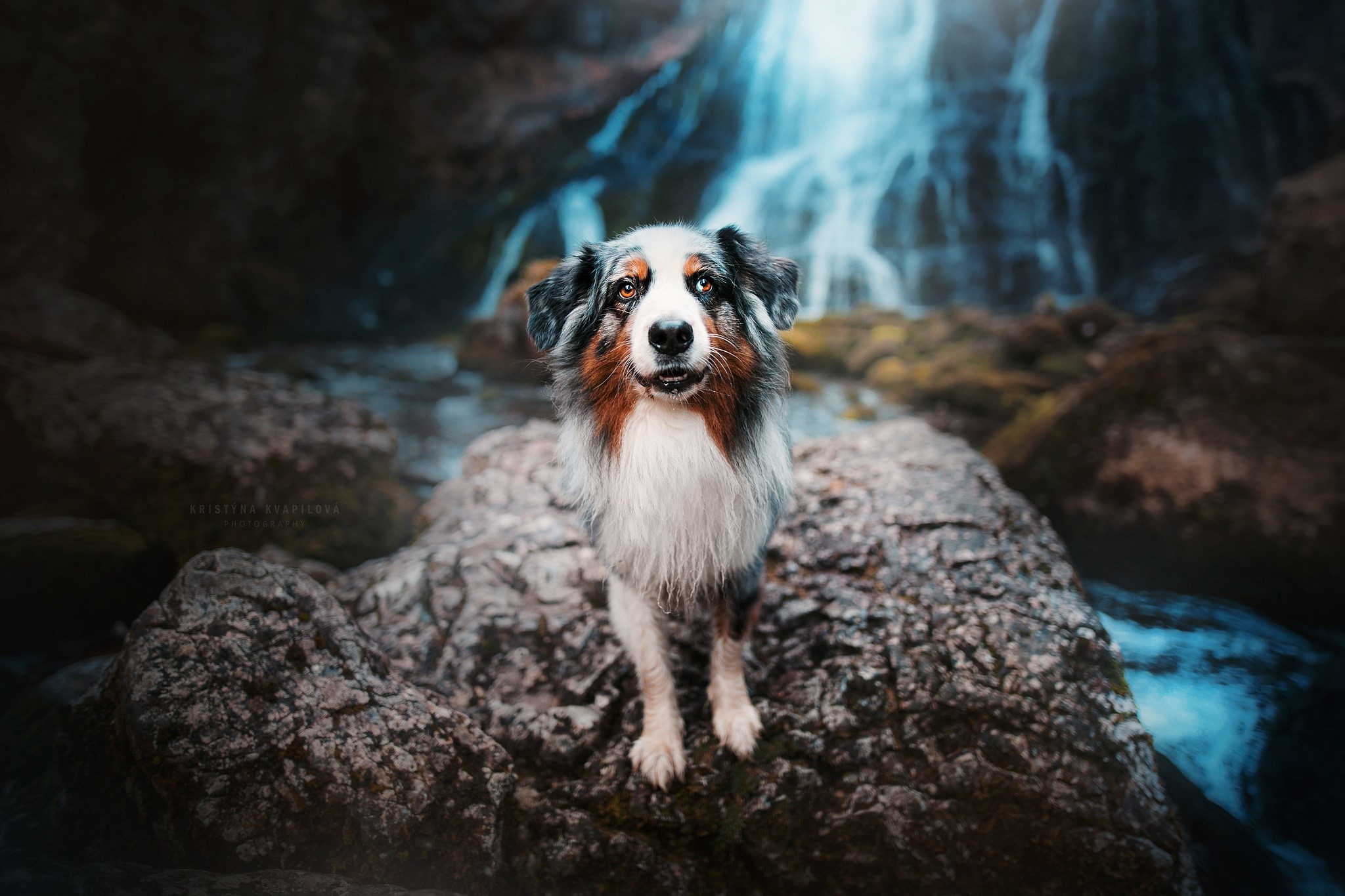 nature, dog, animals, HD Wallpaper