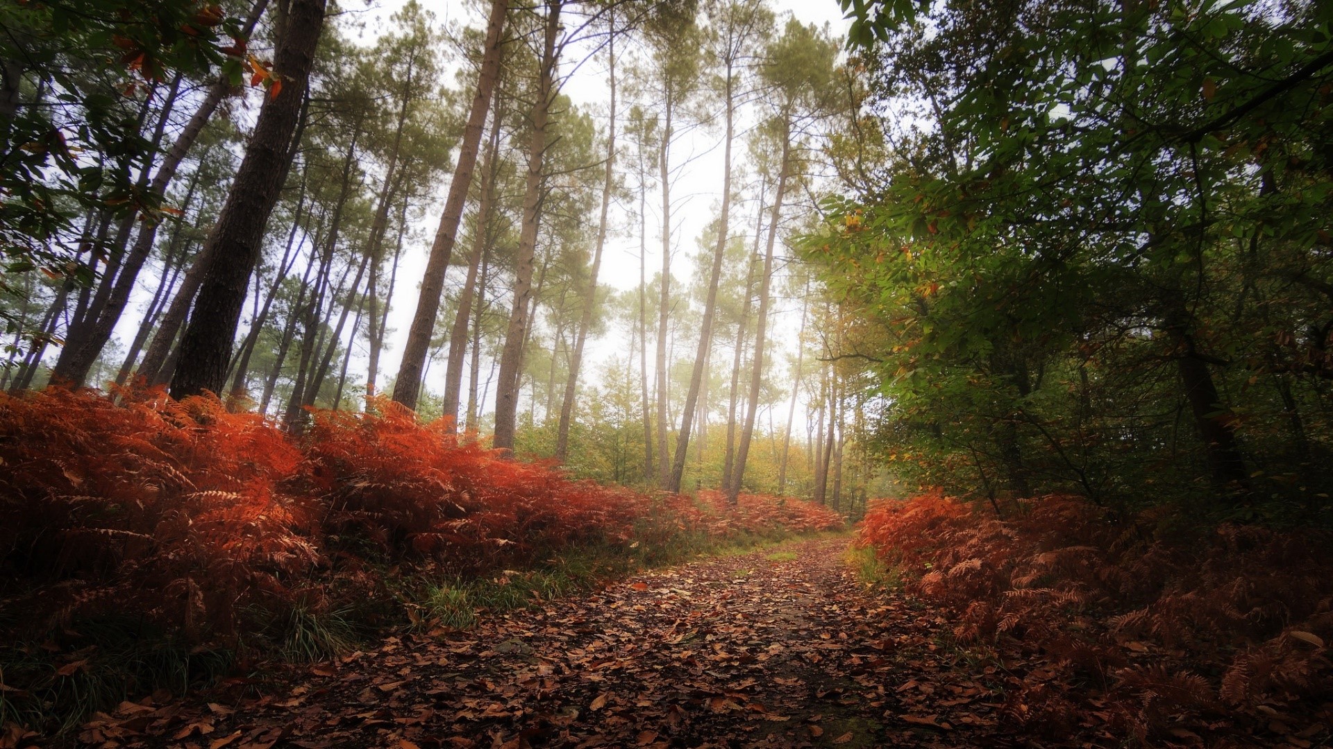 nature, fall, forest, trees, HD Wallpaper