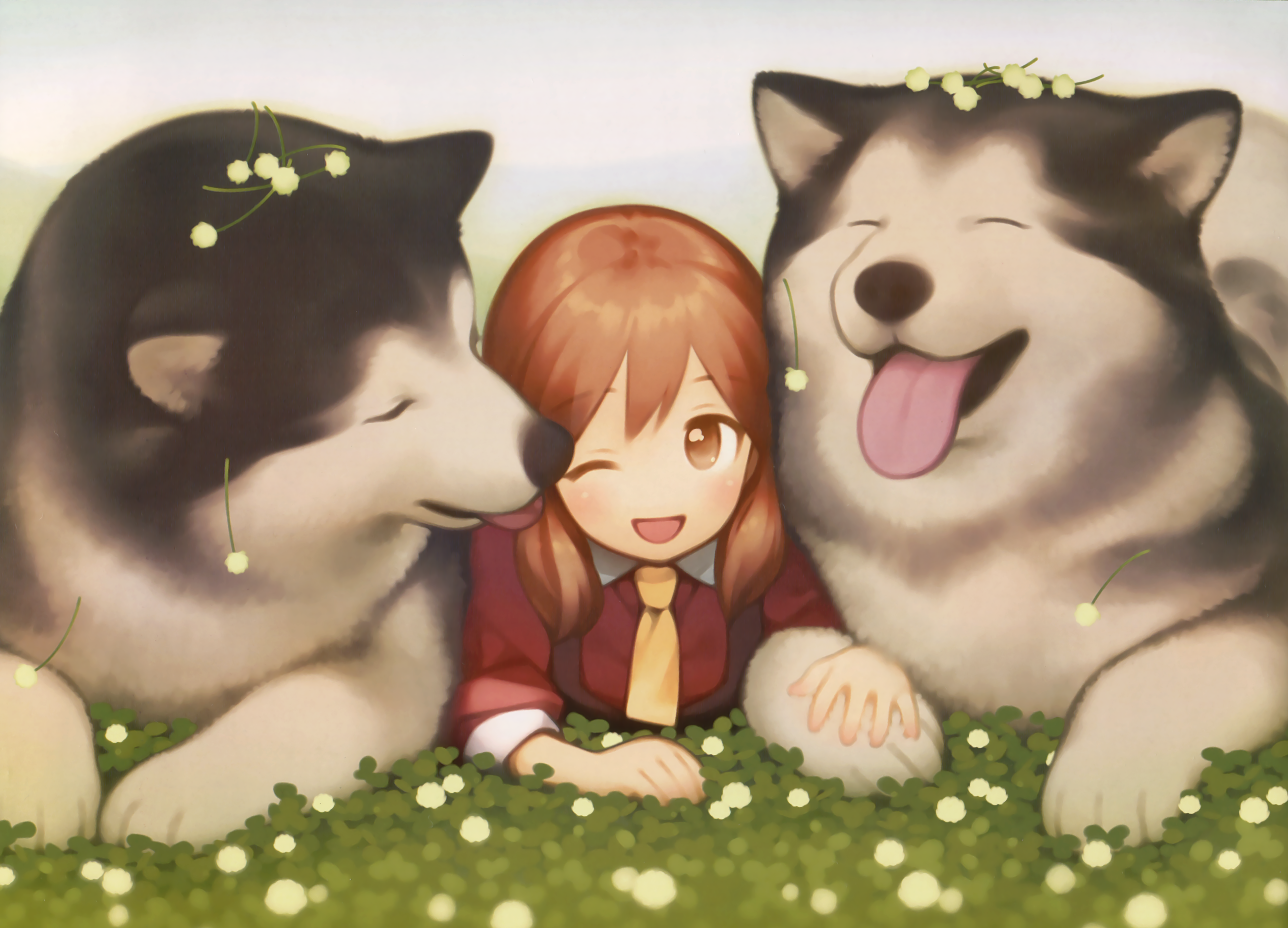 dog, brunette, brown eyes, Siberian Husky, HD Wallpaper