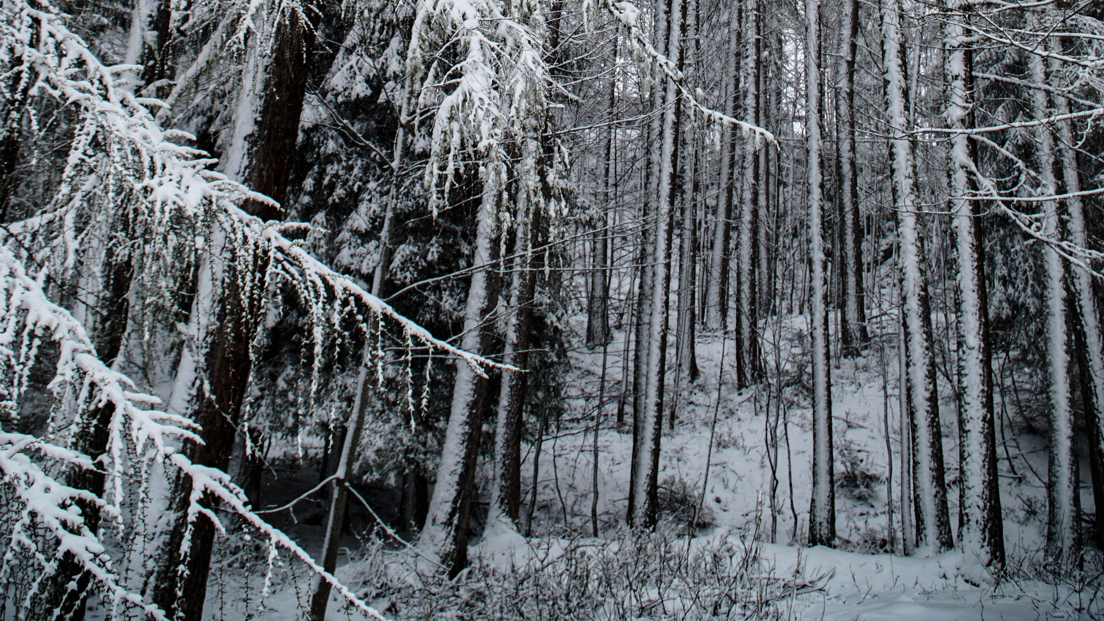 forest, snow, trees, snowy, winter, 4k, HD Wallpaper