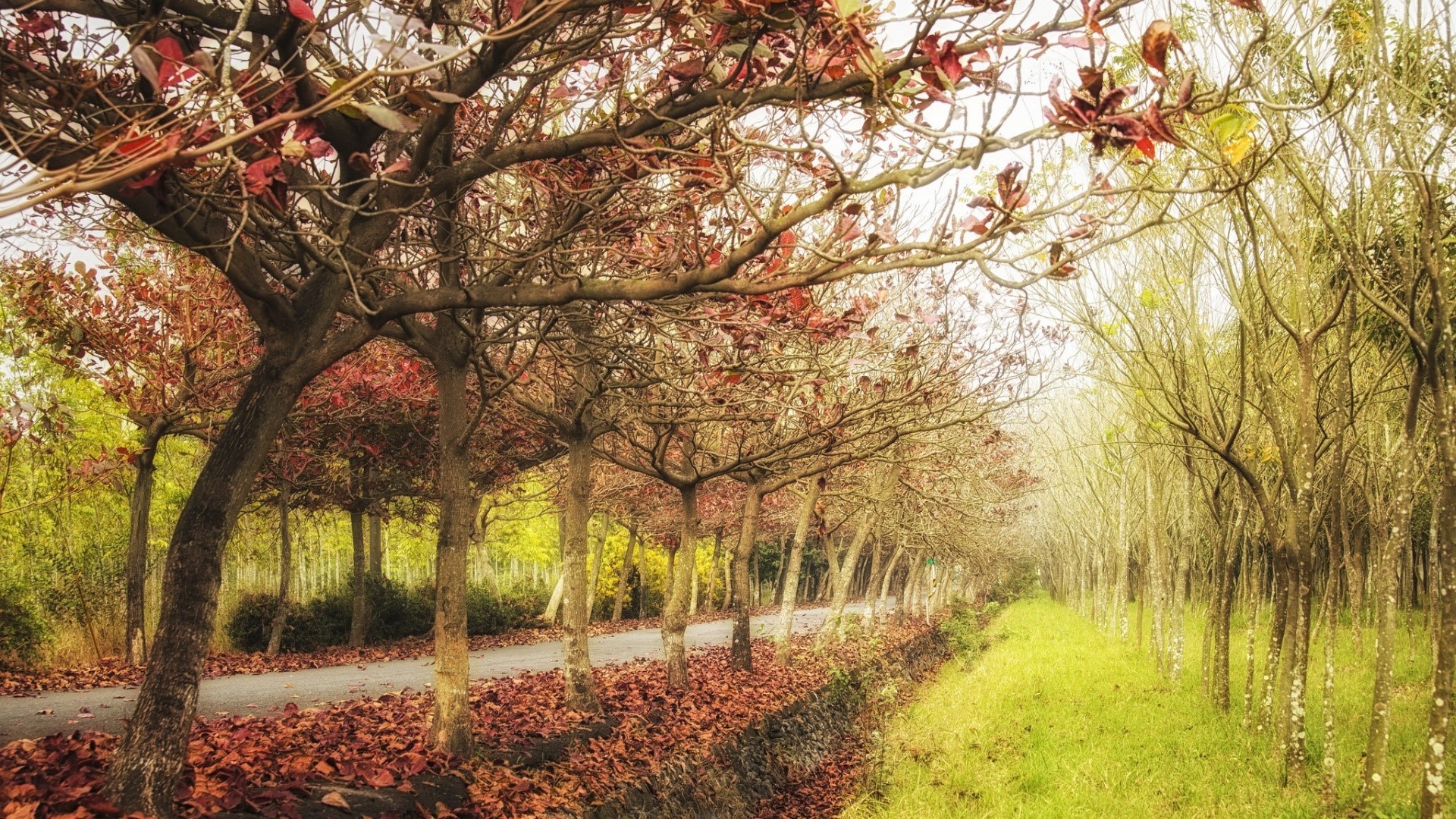 trees, green, leaves, HD Wallpaper