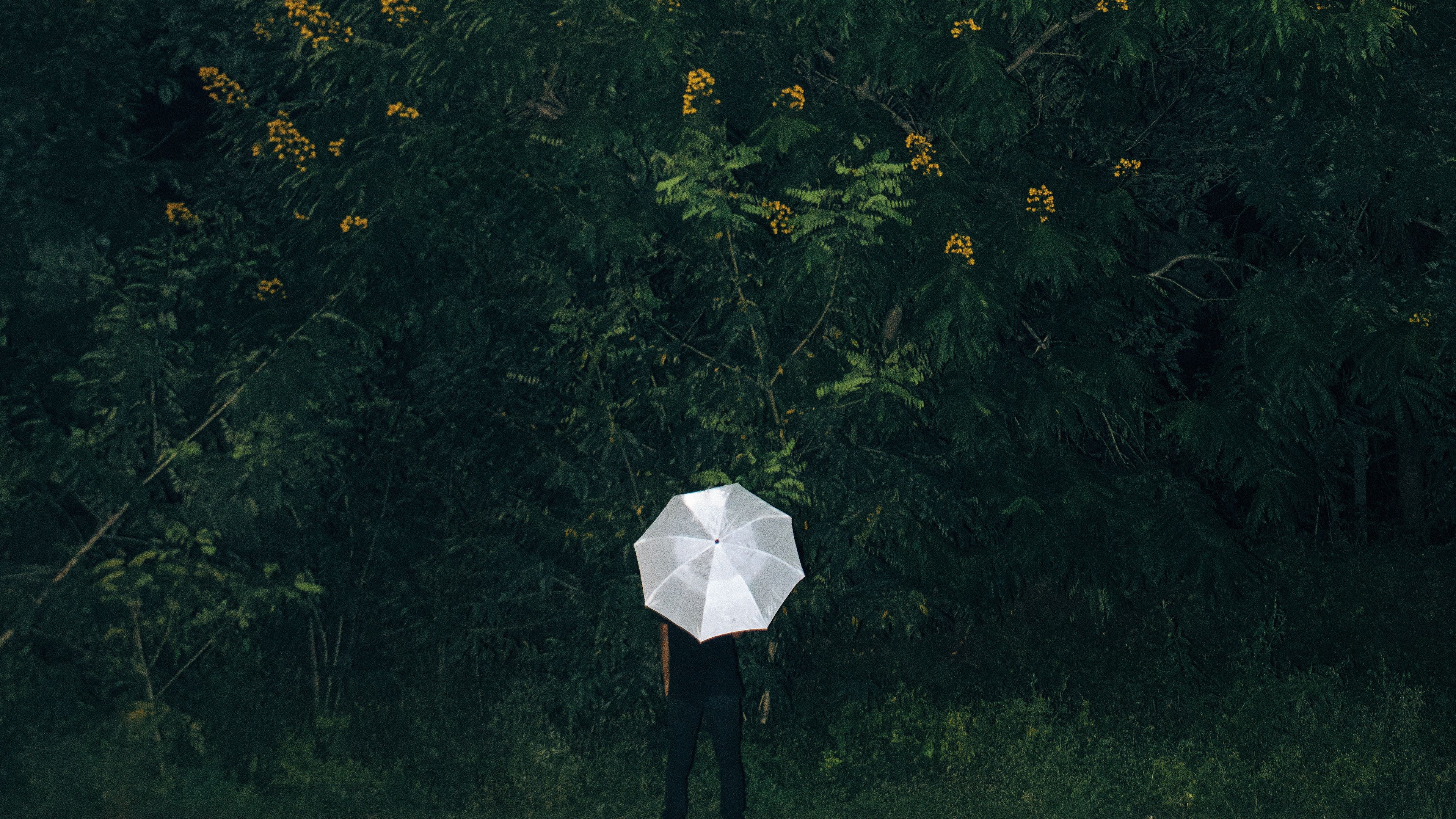 umbrella, grass, man, flowers, loneliness, 4k, HD Wallpaper