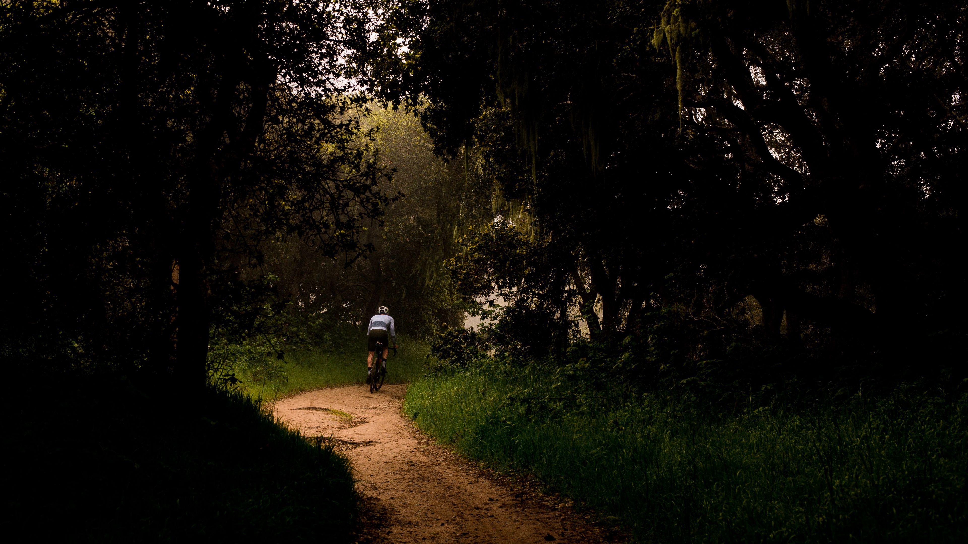 cyclist, bike, trees, path, 4k, HD Wallpaper