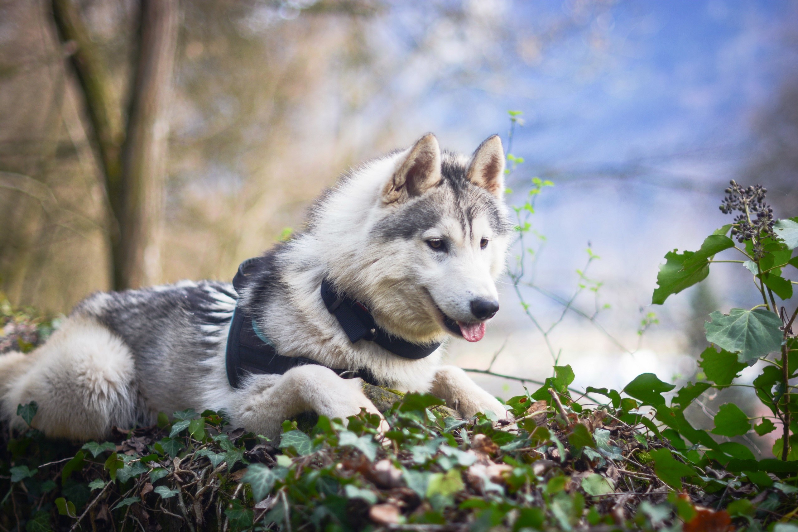 nature, dog, animals, HD Wallpaper