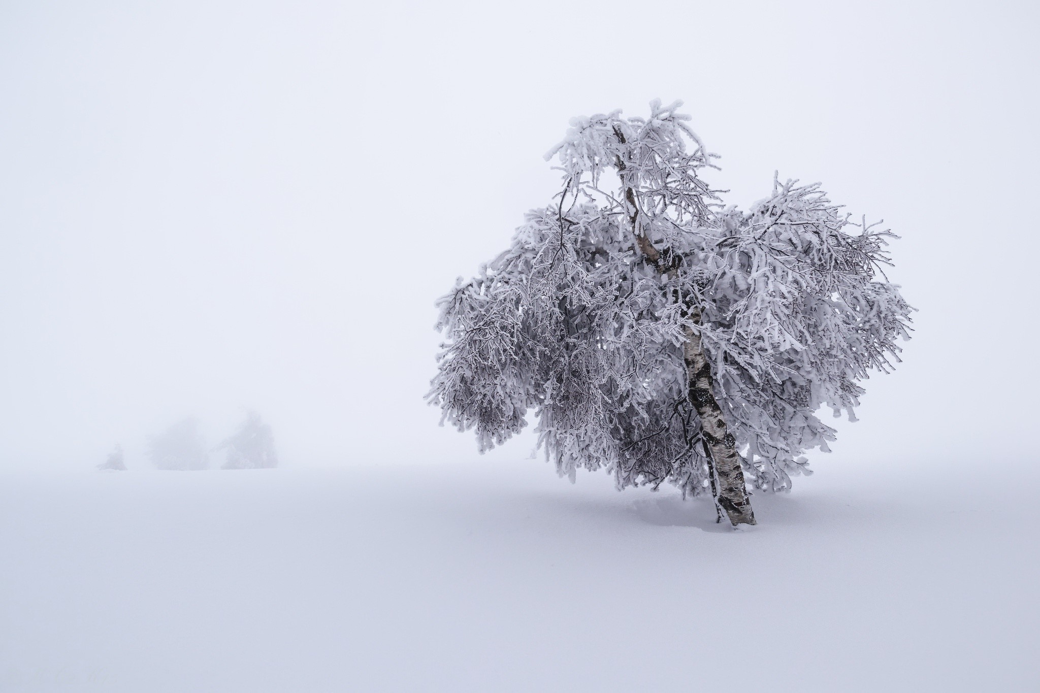 trees, nature, landscape, winter, snow, birch, HD Wallpaper