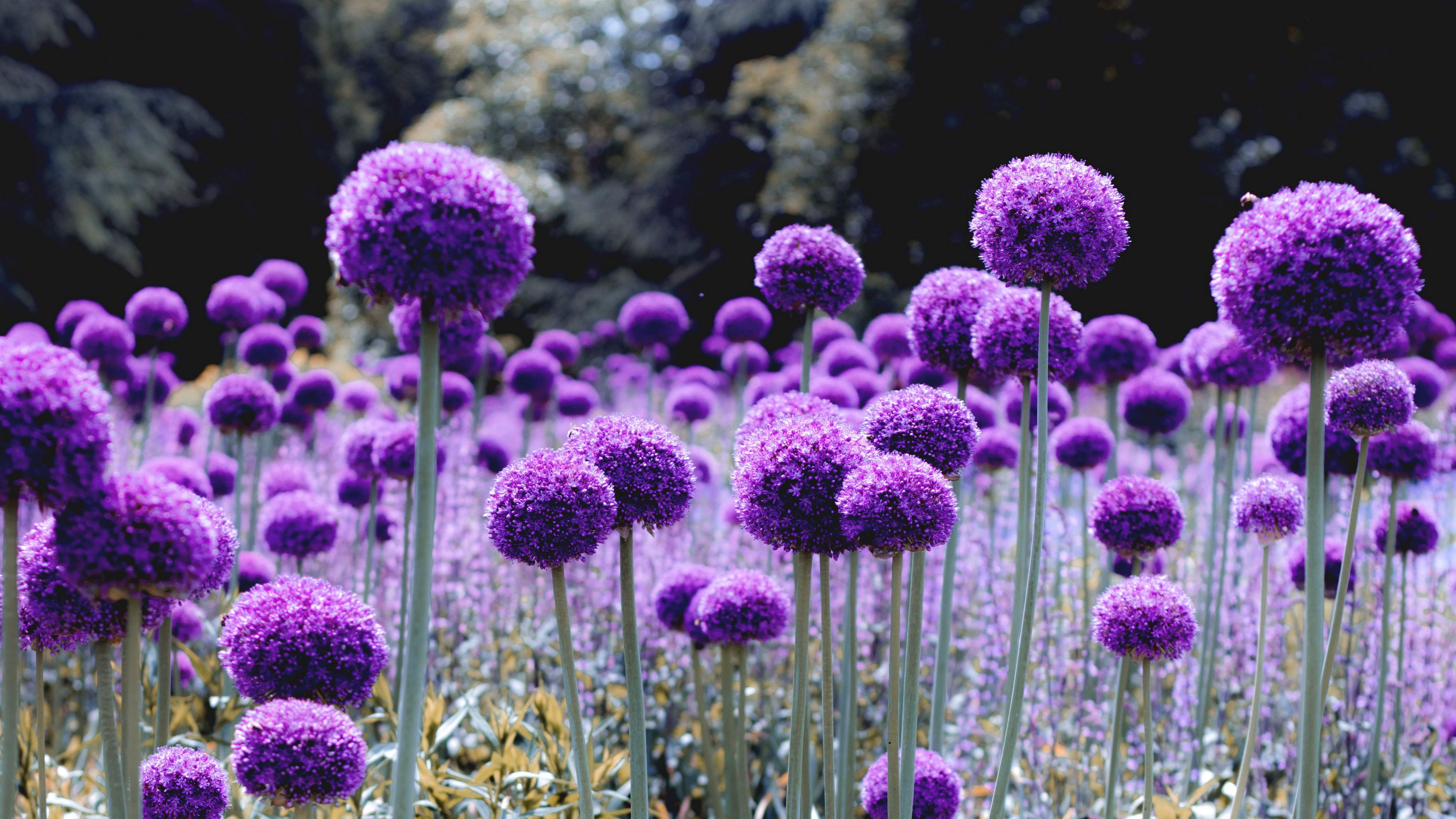 allium, bloom, purple, glade, 4k, HD Wallpaper