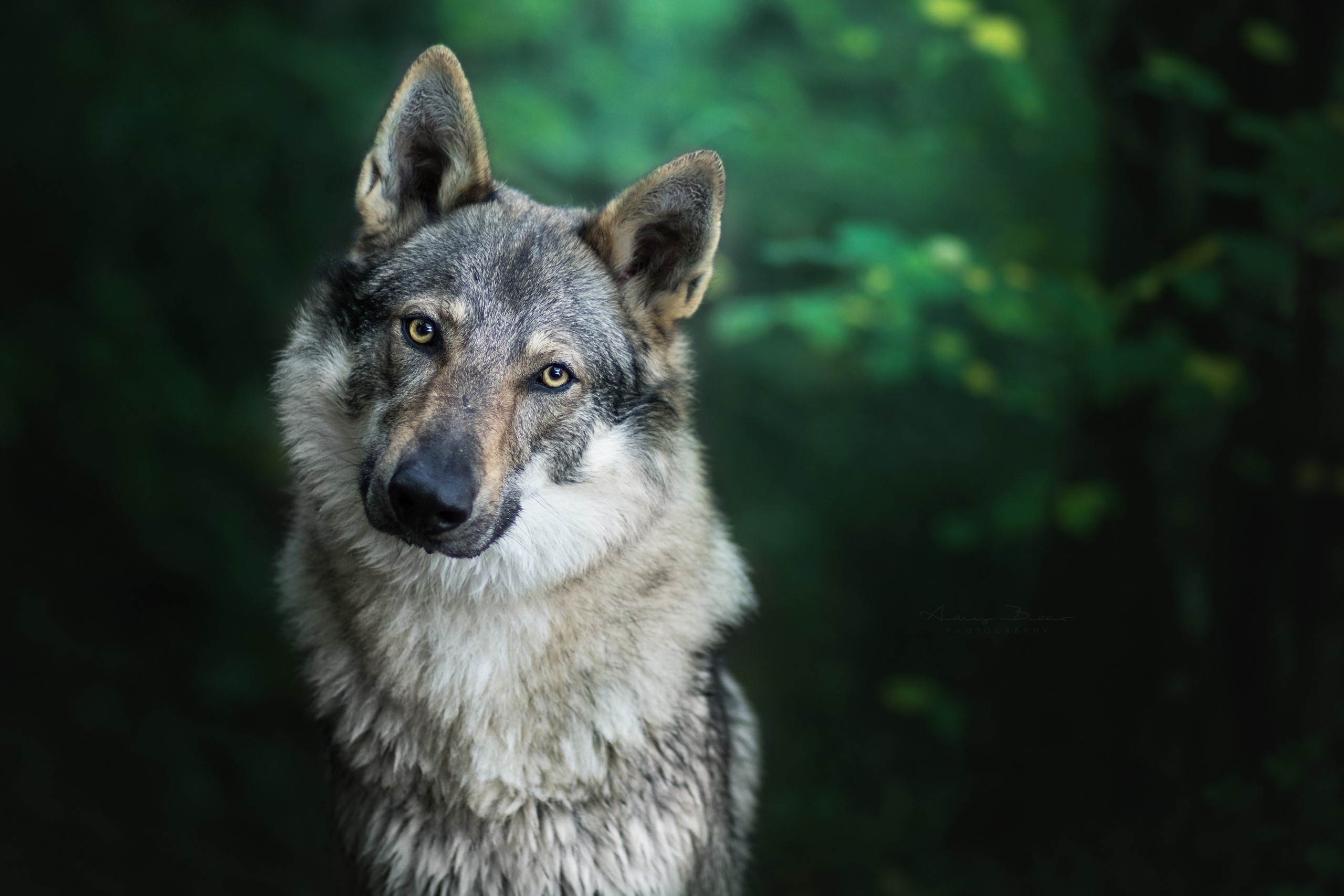 animals, forest, wolf, HD Wallpaper